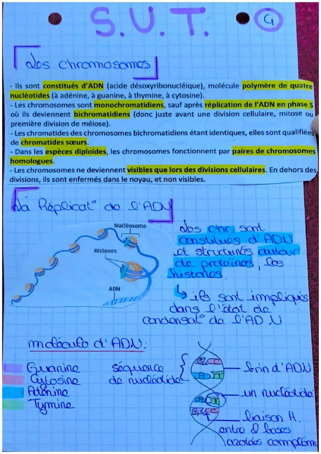 S.U.T.
da mitose
définit: roproduct conforme
d'une collele on a colluces
ayant lo m caryotype et to
m programme genotique.
elle est conserva