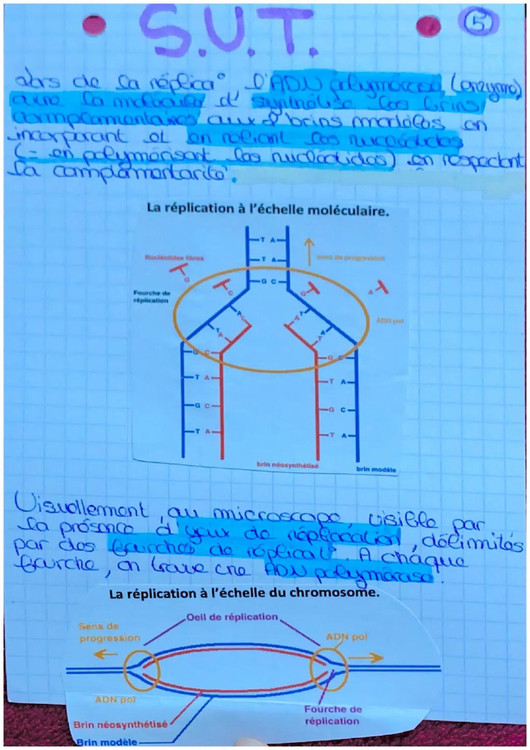 S.U.T.
da mitose
définit: roproduct conforme
d'une collele on a colluces
ayant lo m caryotype et to
m programme genotique.
elle est conserva