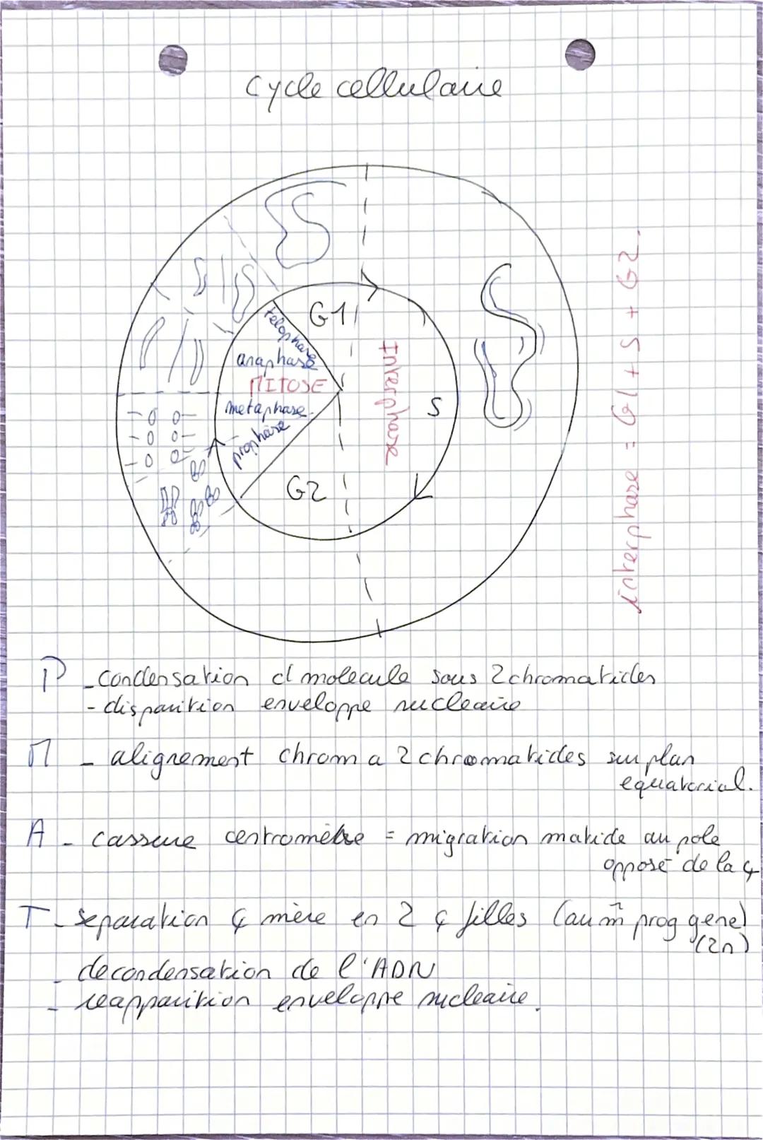 phoslate
cellule = plus petite unite structural et fonctionelle
parcimoine generique est sous forme cle
molecule d'Apr
suce
bare
fazoté
SVT
