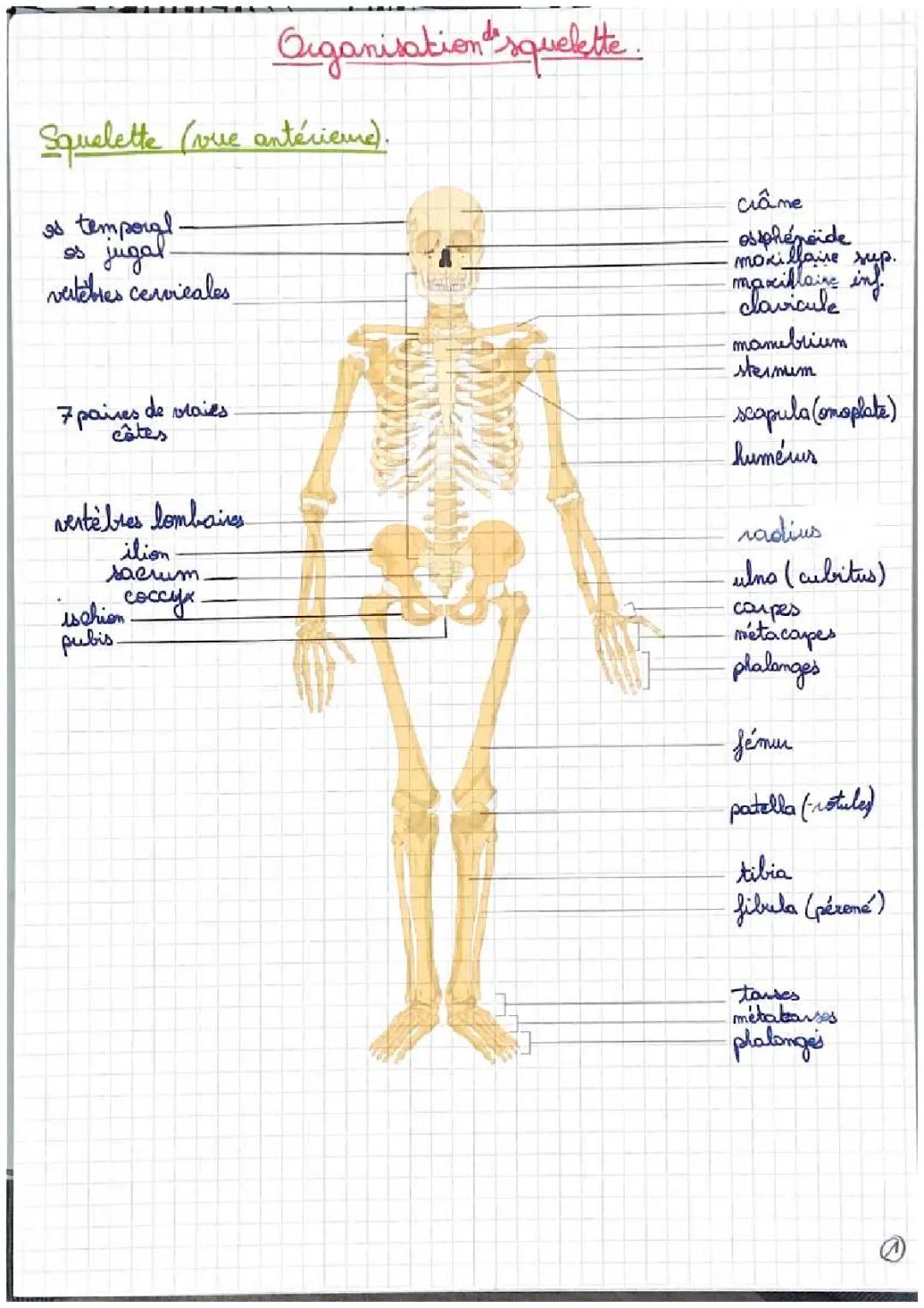 Organisation du squelette et atteinte squelettique
