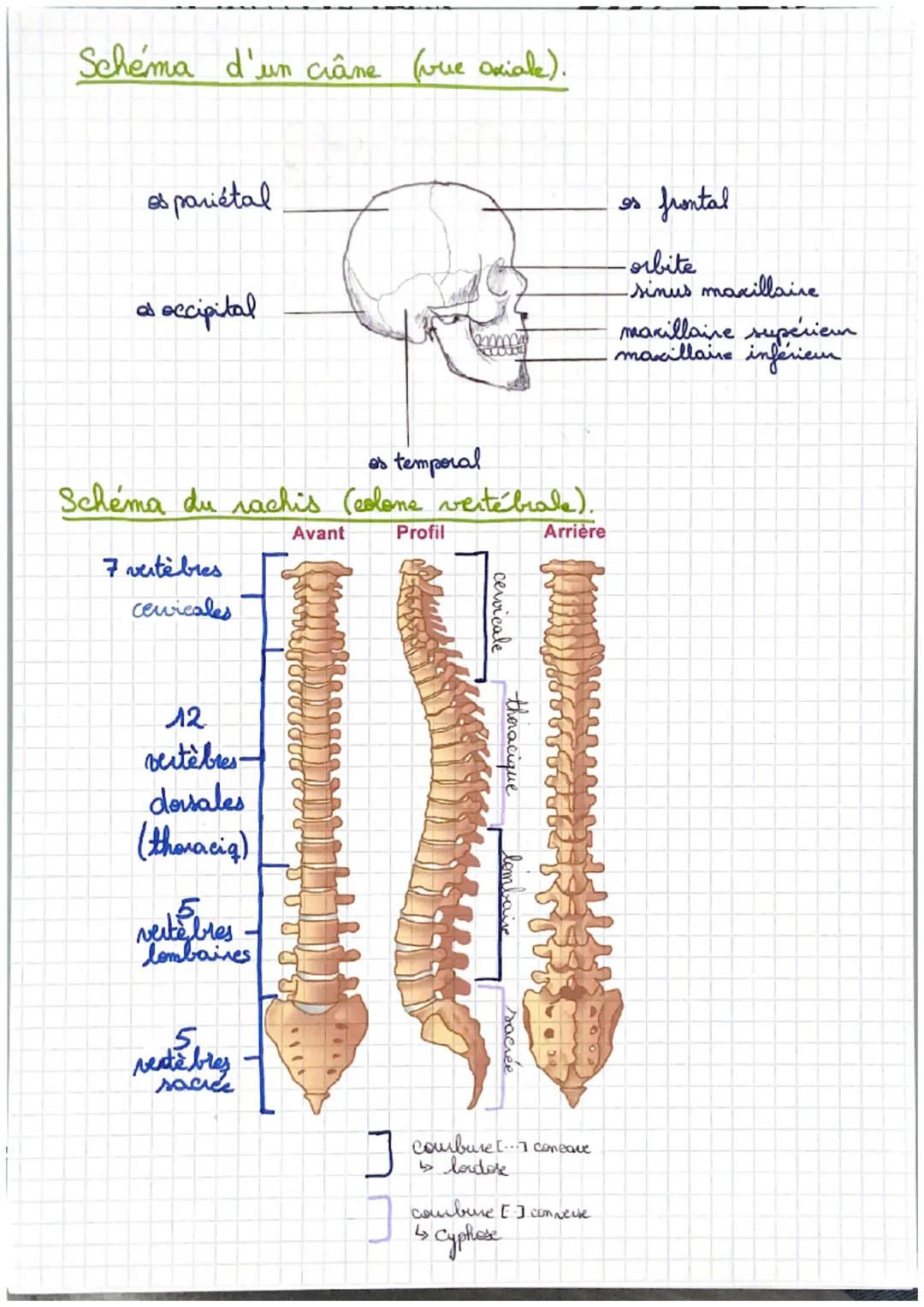 Squelette (vue antérieure).
es
temporal.
es jugal
vertebres cervicales
7 paines de vraies.
côtes
vertèbres lombaires
ition
sacrum.
Organisat
