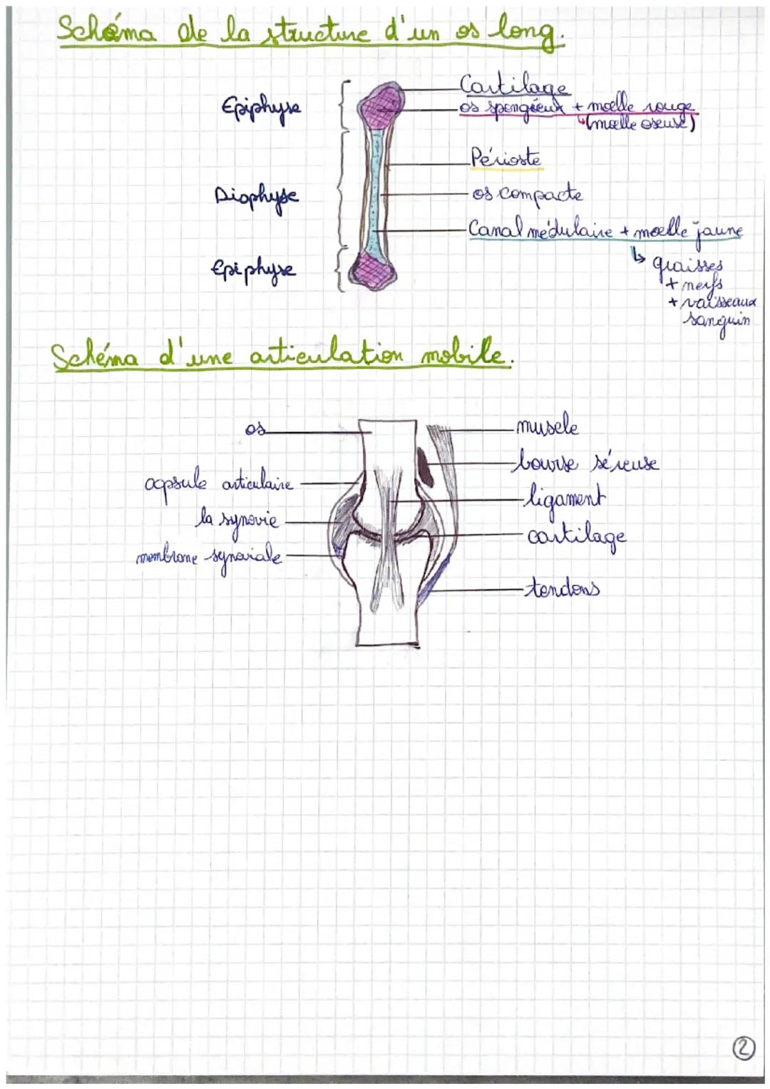 Squelette (vue antérieure).
es
temporal.
es jugal
vertebres cervicales
7 paines de vraies.
côtes
vertèbres lombaires
ition
sacrum.
Organisat