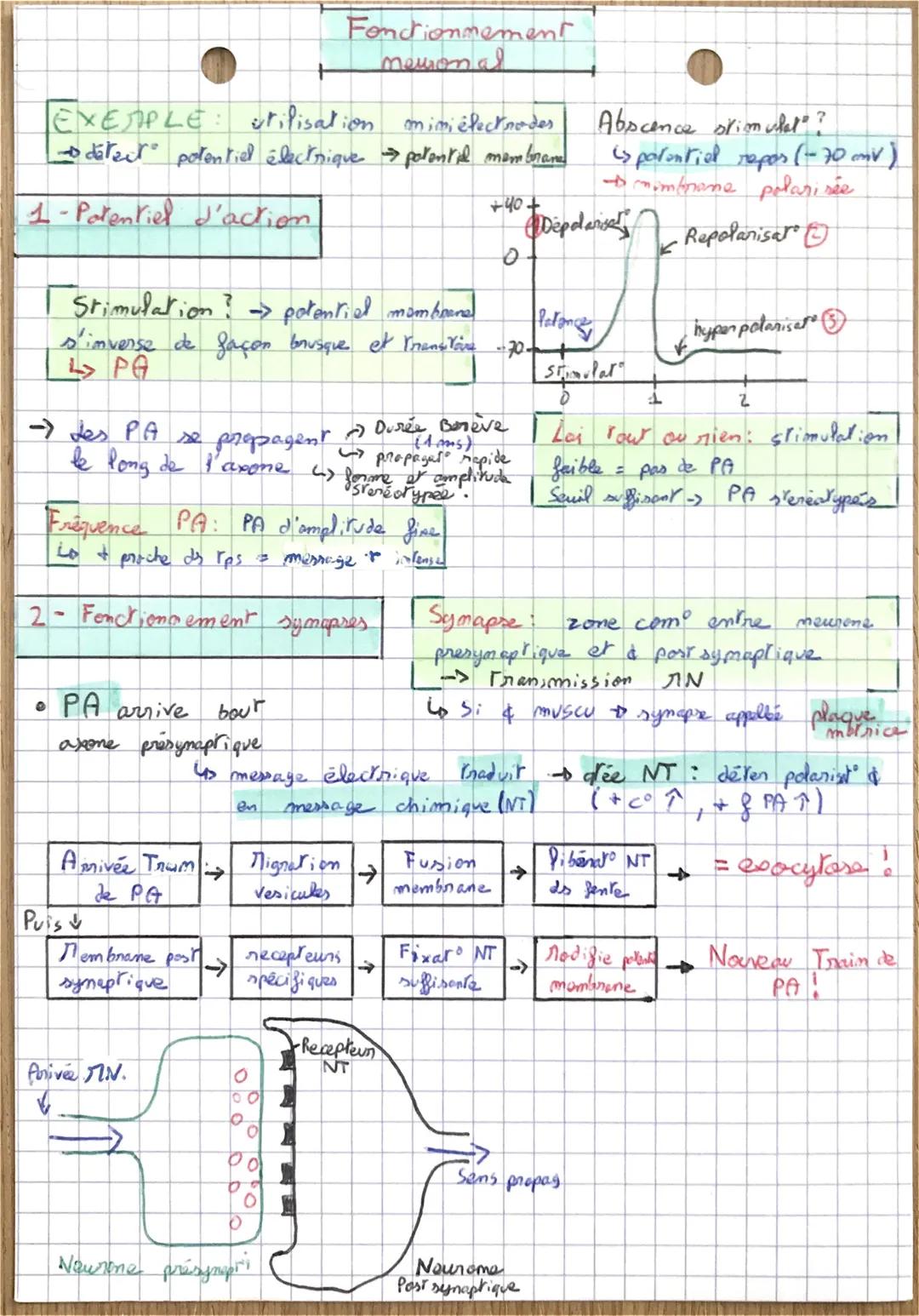 # REFLEXES
SVT
1- Ume réponse stéréotypéd
Reflexe:
Réponse involontaire
et rapide
→→due a stimulation exterieur.
Immés aucum
apprentissa