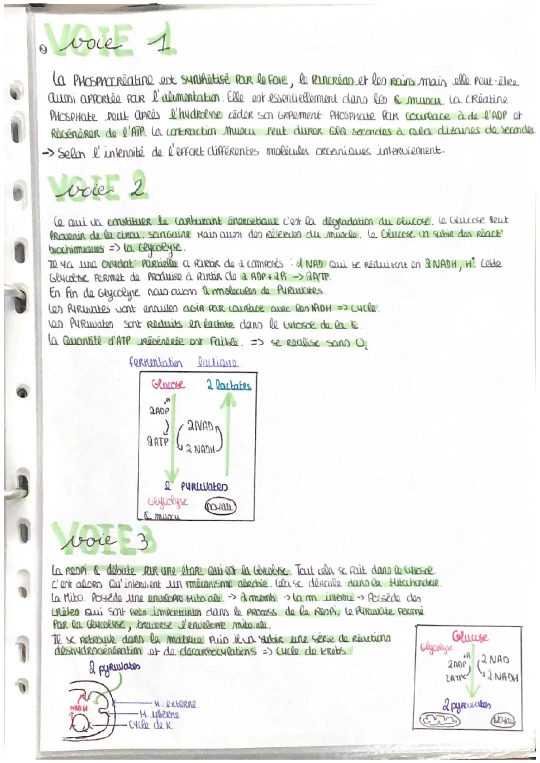 # Crigine de l'ATP nécessaire à la
Contraction Muscu
→Pour la contraction muscu, l'energie provient de l'ATP
exoenergetique : Relatif à un