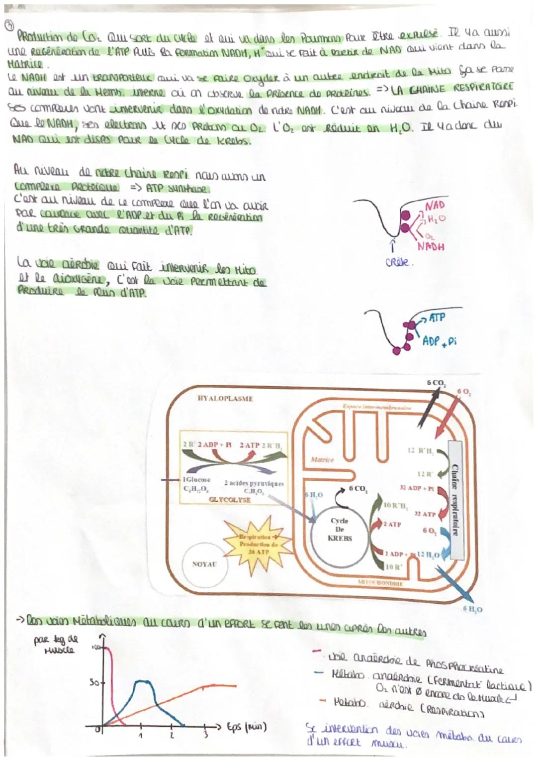 # Crigine de l'ATP nécessaire à la
Contraction Muscu
→Pour la contraction muscu, l'energie provient de l'ATP
exoenergetique : Relatif à un