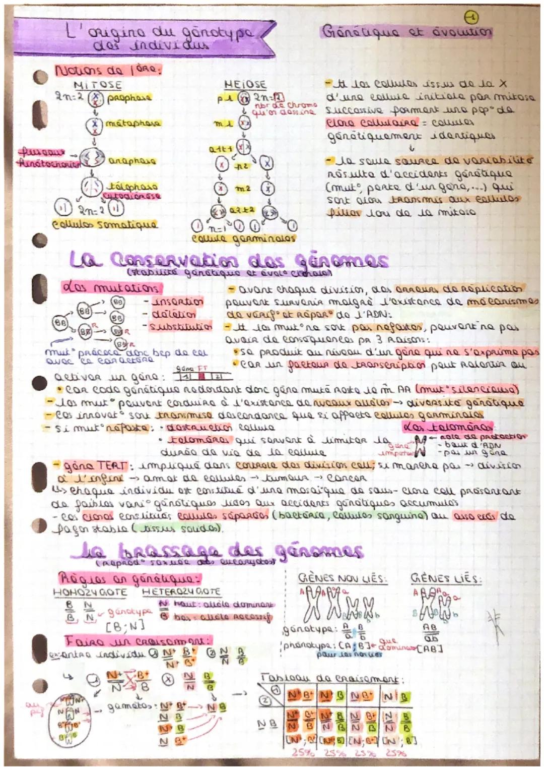 L'
p
for caus
Hunátochorien
Notions de / ORO.
MITOSE
2n=2prophare
origina
des individus
du génotype
(66)
métaphore
2n-2 (11
Collulas somatiq