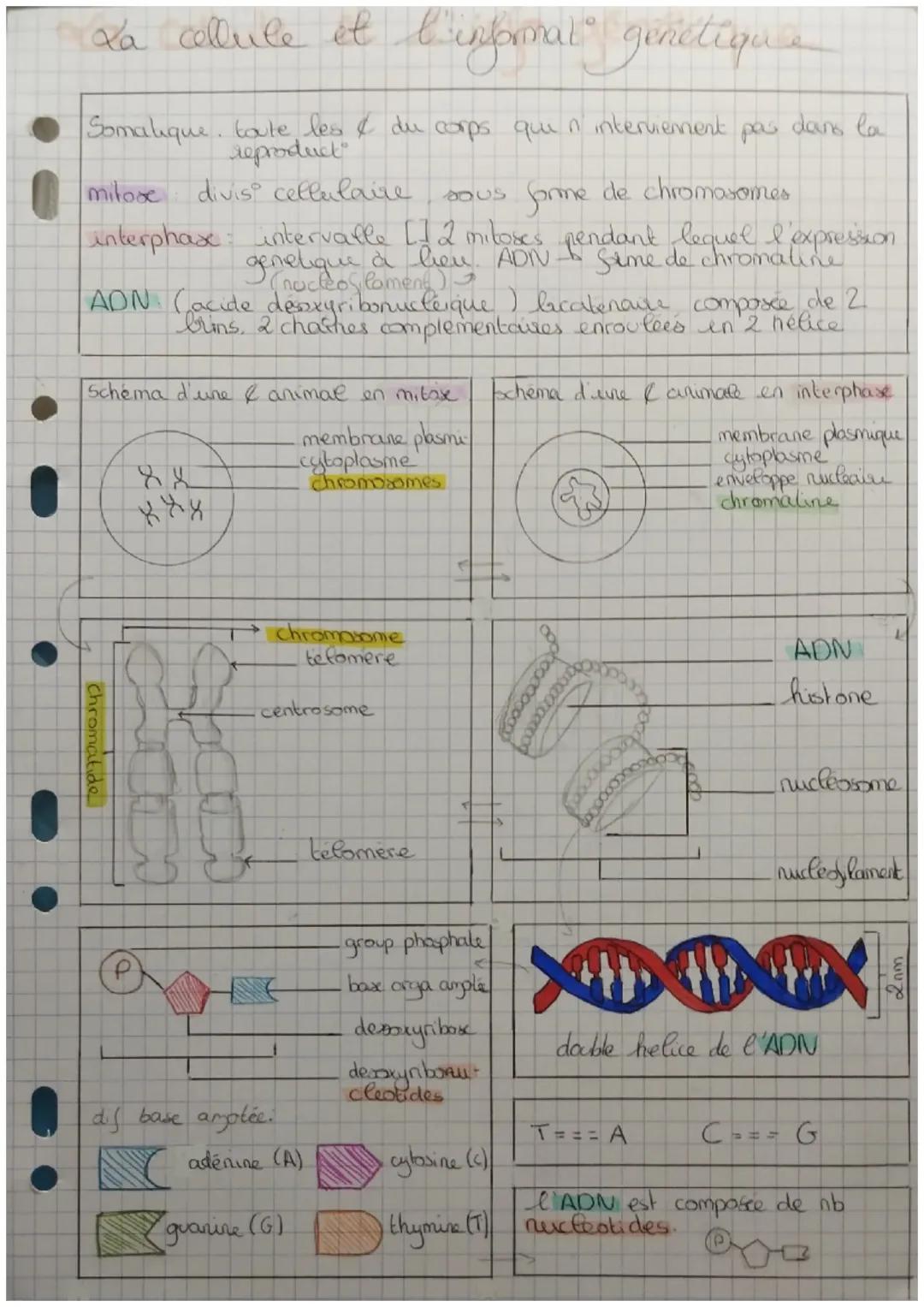Thème 1 : La cellule et l'information génétique