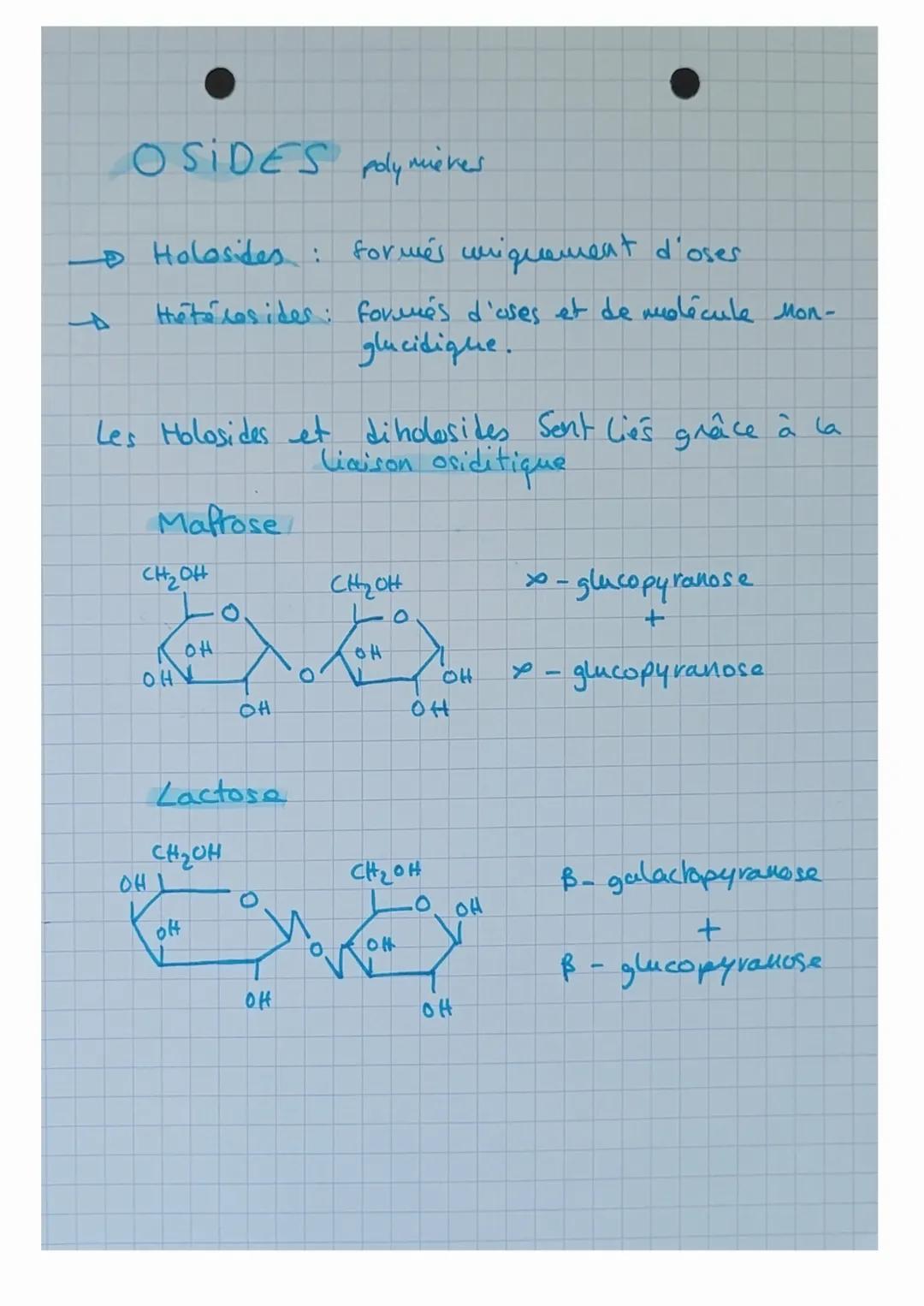 OSIDES polymieres
- Holosides formés uniquement d'oser
Hétélesides formes d'oses et de molécule Mon-
glucidique.
Les Holosides et diholoside