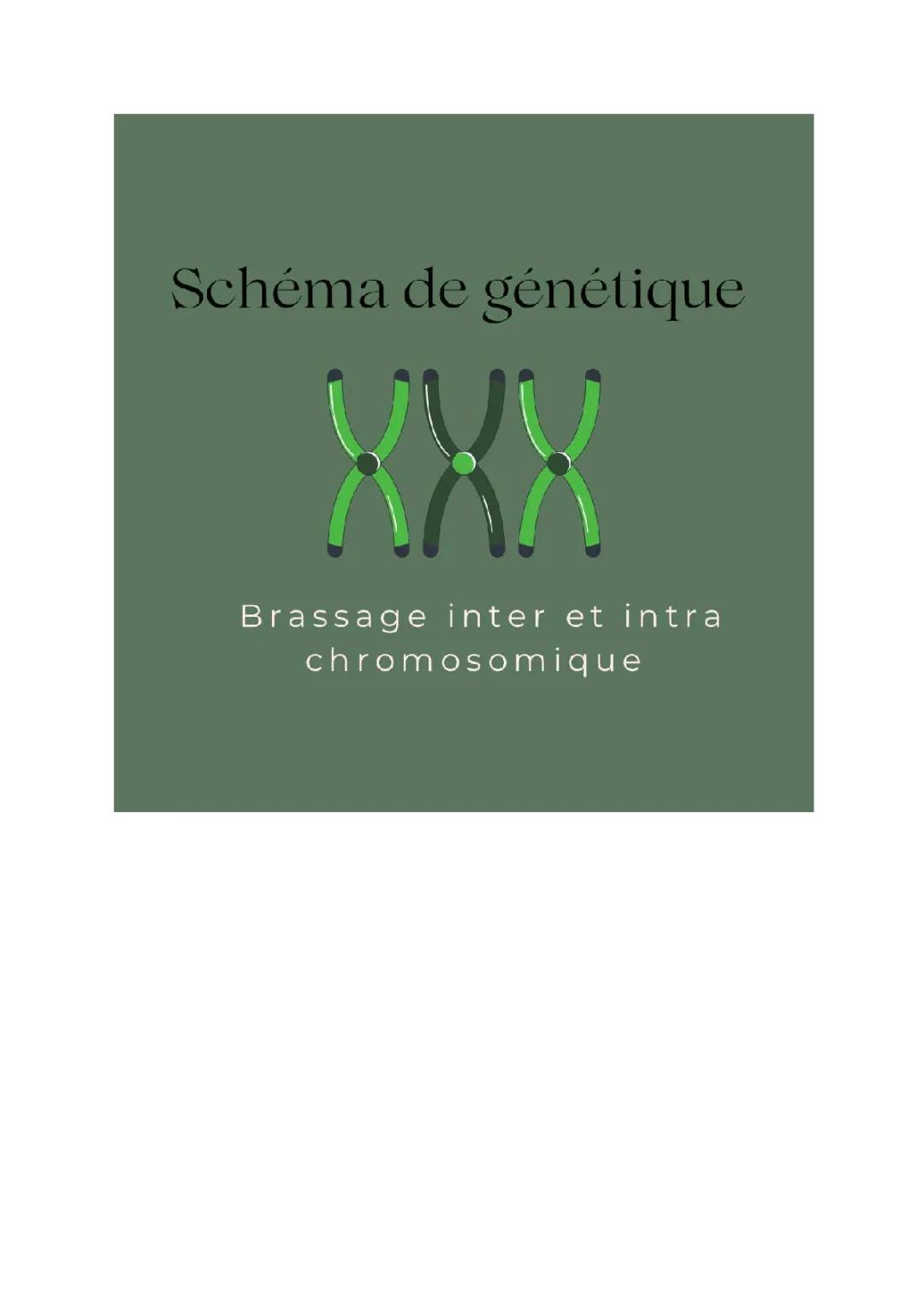 différence brassage inter et intra chromosomique
