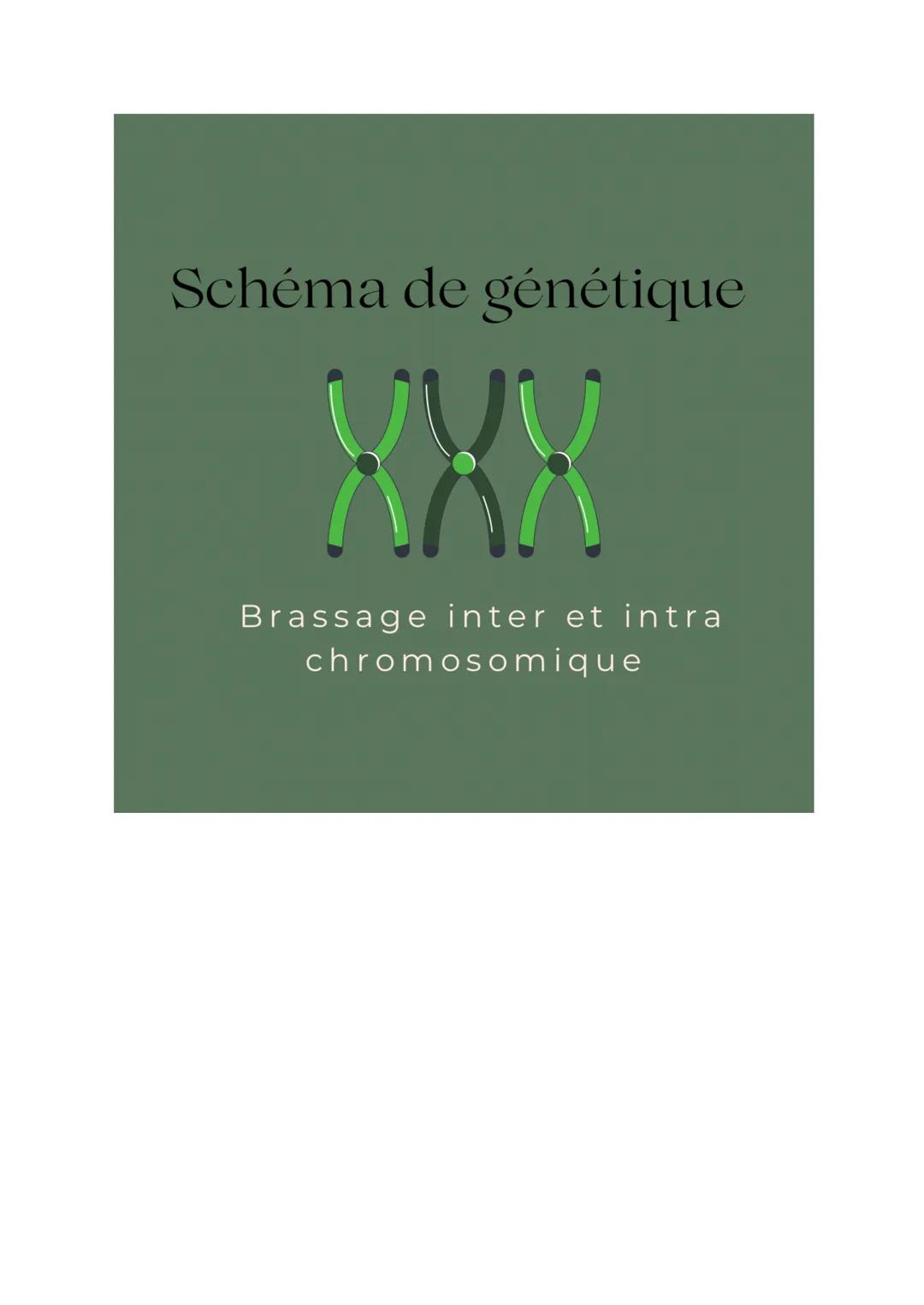 Schéma de génétique
XXX
Brassage inter et intra
chromosomique de brassage INTER chromosomique
AfAaga cellule more
2n=4
(ay!
45
135
= migrati