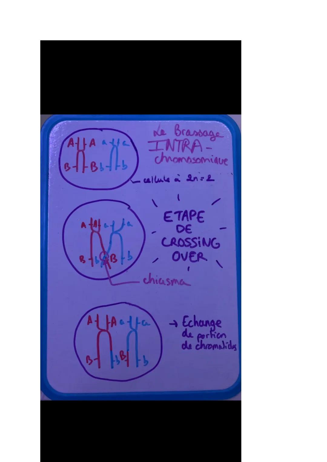 Schéma de génétique
XXX
Brassage inter et intra
chromosomique de brassage INTER chromosomique
AfAaga cellule more
2n=4
(ay!
45
135
= migrati