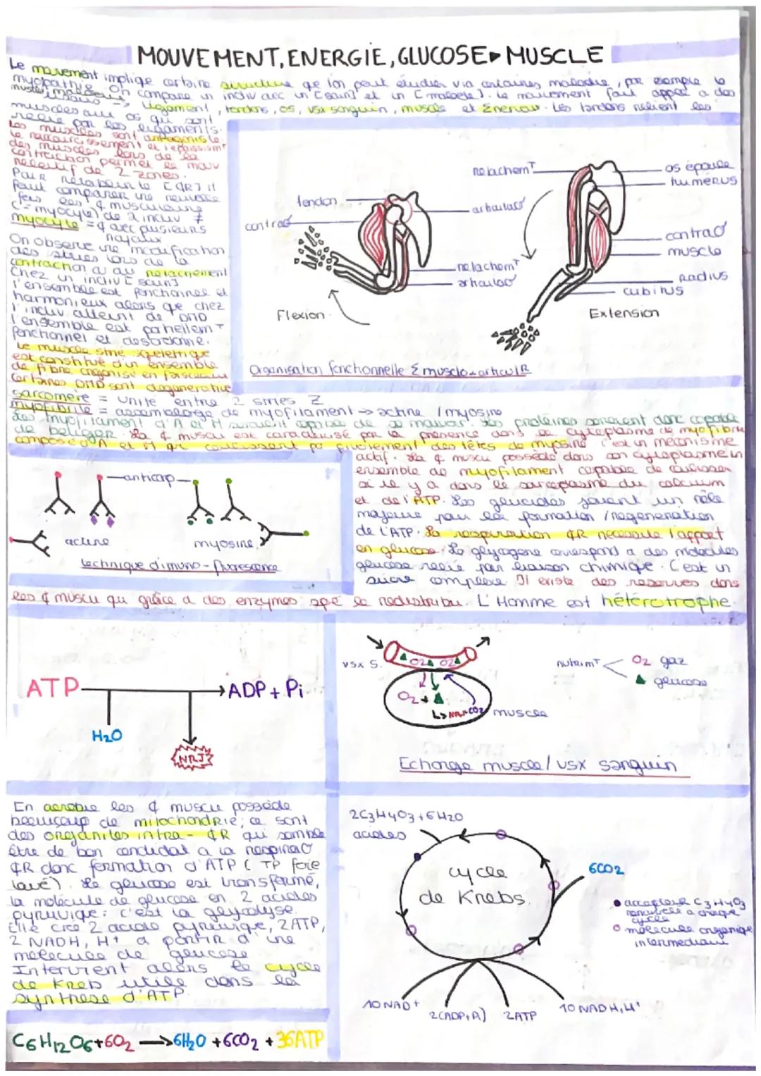 # MOUVEMENT, ENERGIE, GLUCOSE MUSCLE
hey movement implige certaine avvudine ge in pout studio via crtaines malaise, pre complete
compare we