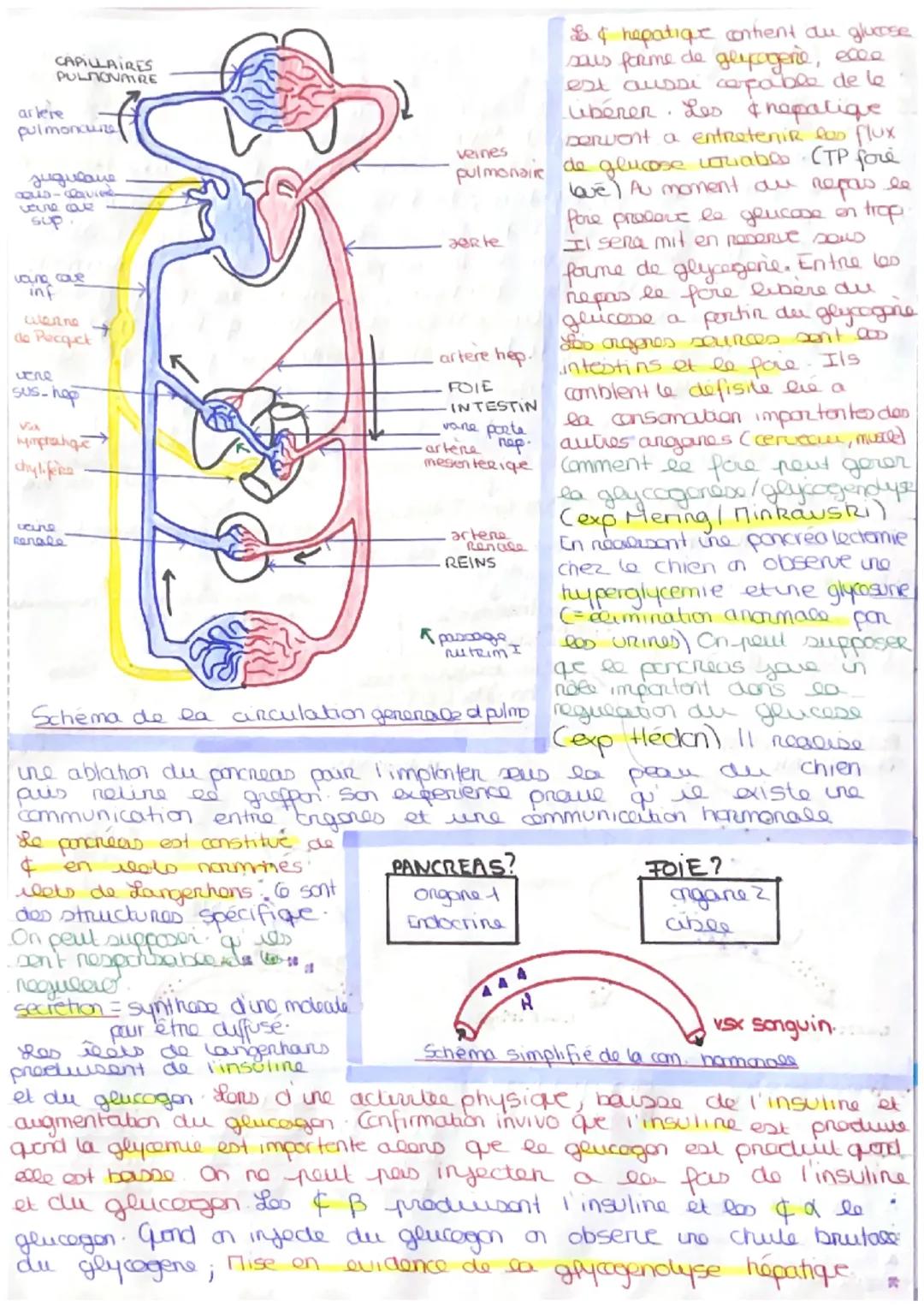 # MOUVEMENT, ENERGIE, GLUCOSE MUSCLE
hey movement implige certaine avvudine ge in pout studio via crtaines malaise, pre complete
compare we