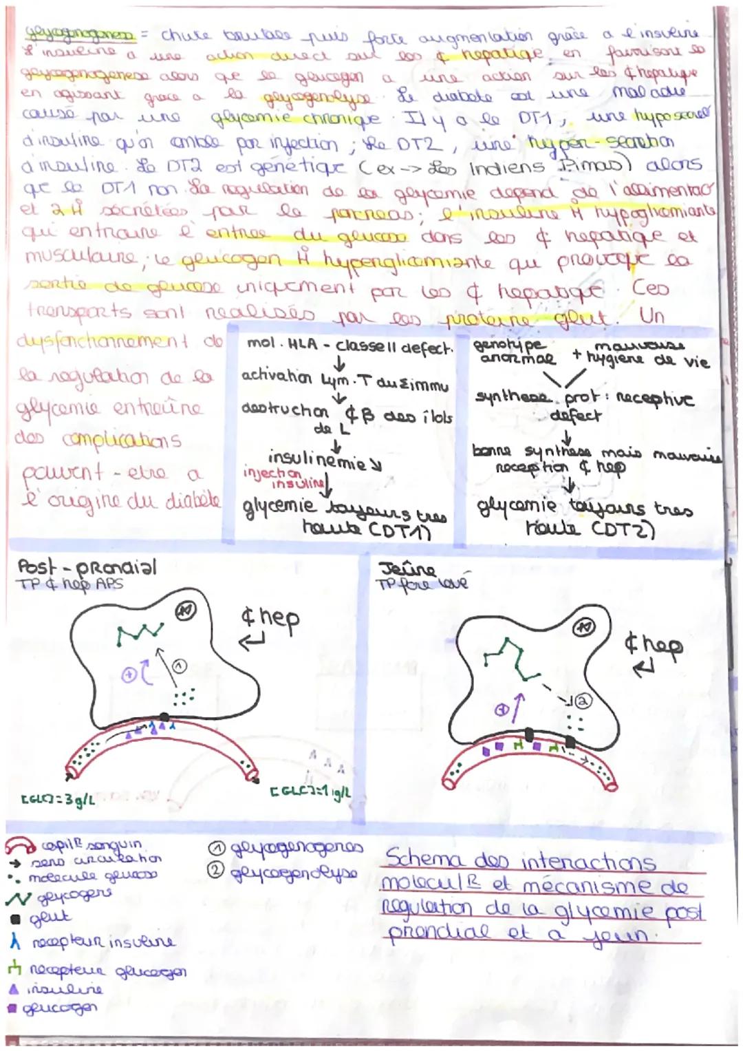 # MOUVEMENT, ENERGIE, GLUCOSE MUSCLE
hey movement implige certaine avvudine ge in pout studio via crtaines malaise, pre complete
compare we