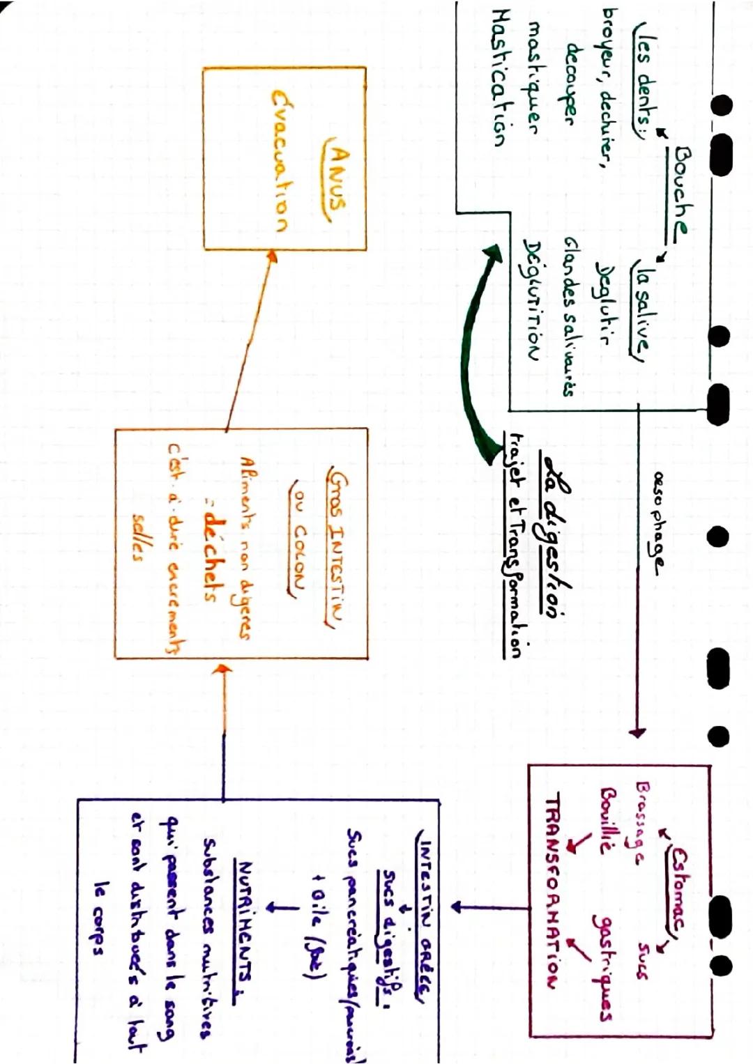 la digestion trajet et transformation