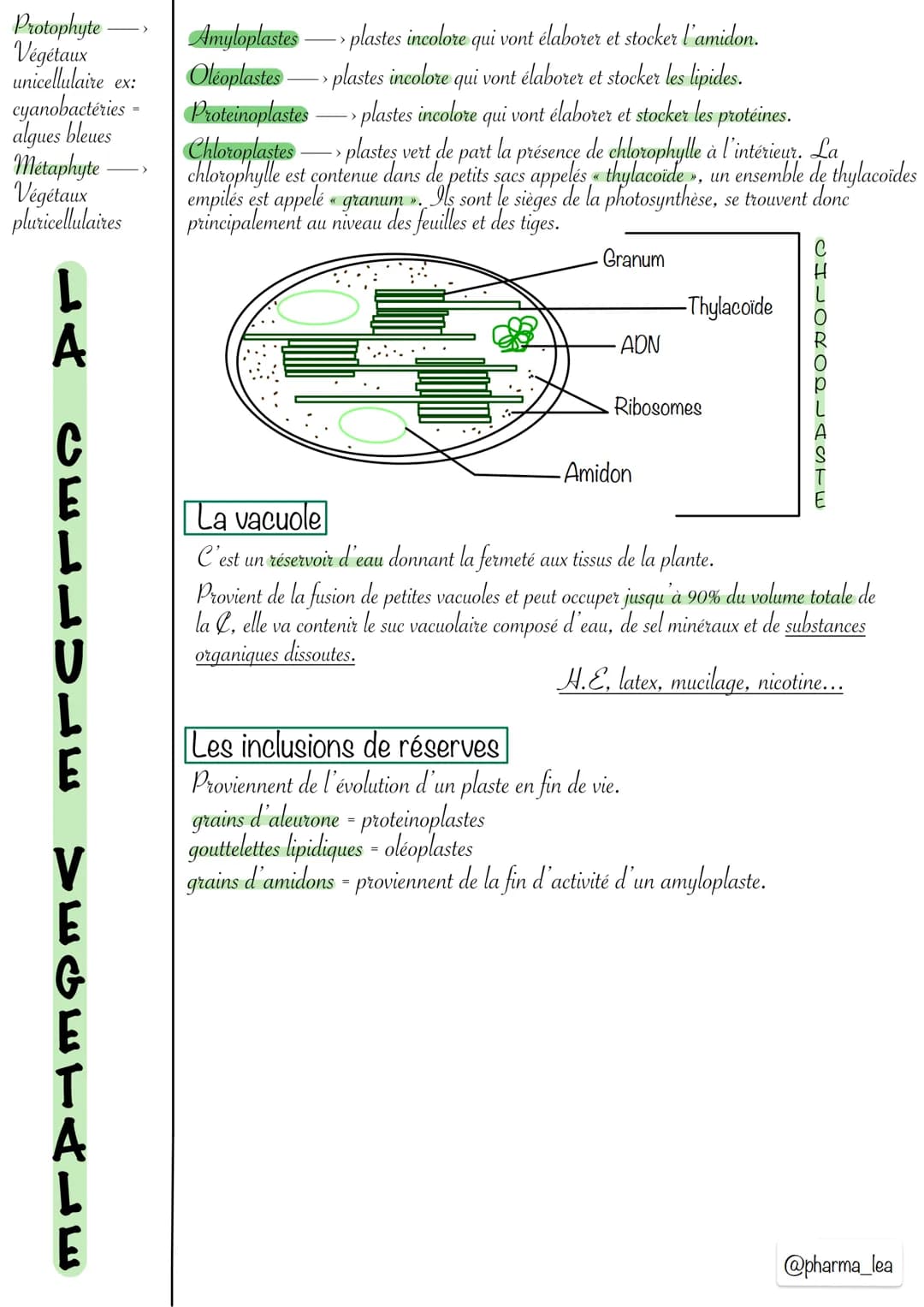 <h2>Structure de la cellule végétale</h2>
<p>La cellule végétale et animale présentent différentes composantes. La cellule végétale se cara