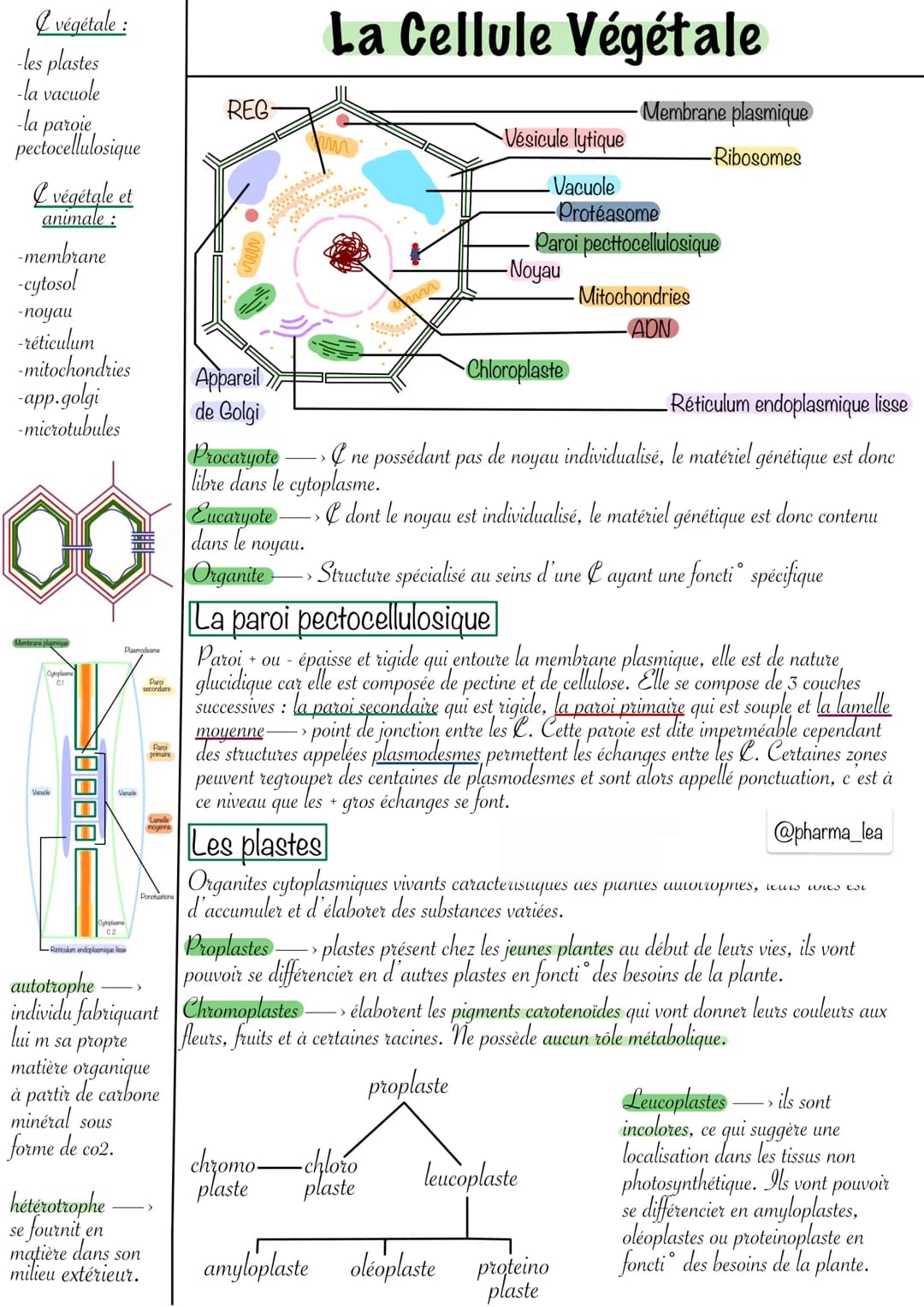<h2>Structure de la cellule végétale</h2>
<p>La cellule végétale et animale présentent différentes composantes. La cellule végétale se cara