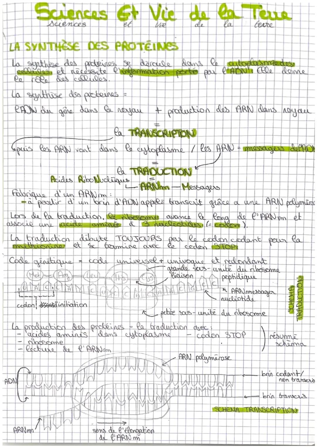 Synthèse des protéines