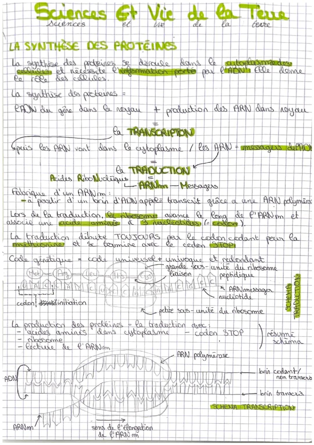 Sciences Et
Et
Sciences
et
La synthèse des proteines
PAON du gère dans le royau
LA SYNTHESE DES PROTÉINES
La synthèse des proteines se dérou