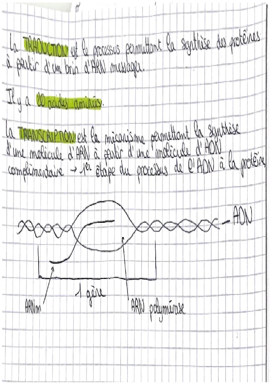 Sciences Et
Et
Sciences
et
La synthèse des proteines
PAON du gère dans le royau
LA SYNTHESE DES PROTÉINES
La synthèse des proteines se dérou