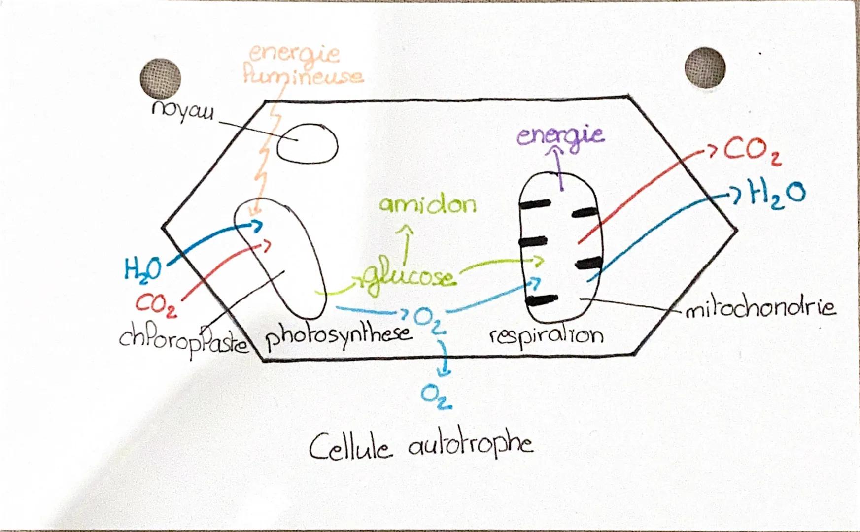 energie
Pumineuse
noyau
HO
CO2
>
amidon
↑
glucose.
chloroplaste photosynthese
2.
energie
->CO₂
2
20
mitochondrie
respiration
Oz
Ce