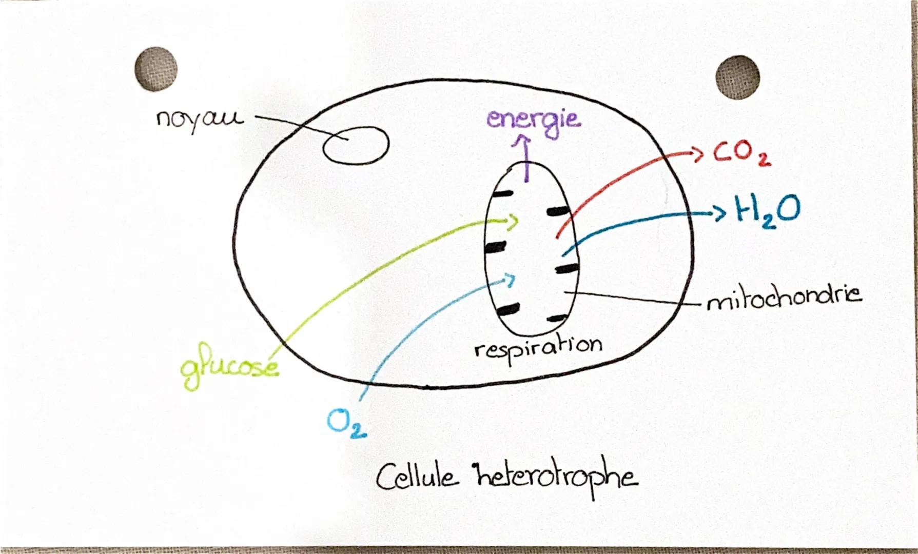 energie
Pumineuse
noyau
HO
CO2
>
amidon
↑
glucose.
chloroplaste photosynthese
2.
energie
->CO₂
2
20
mitochondrie
respiration
Oz
Ce