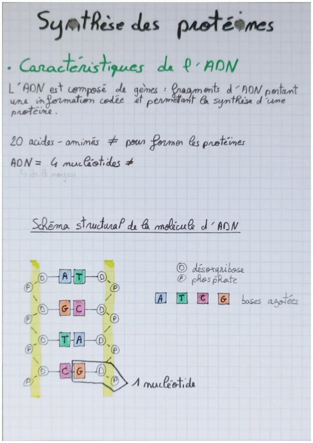 La synthèse des protéines