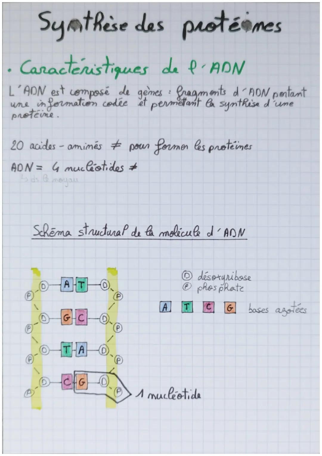 Synthèse des protéines
Caracteristiques de l'ADN
L'ADN est composé de gènes : fragments d'ADN portant
une information codée et permettant la