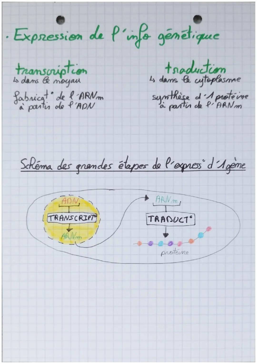 Synthèse des protéines
Caracteristiques de l'ADN
L'ADN est composé de gènes : fragments d'ADN portant
une information codée et permettant la