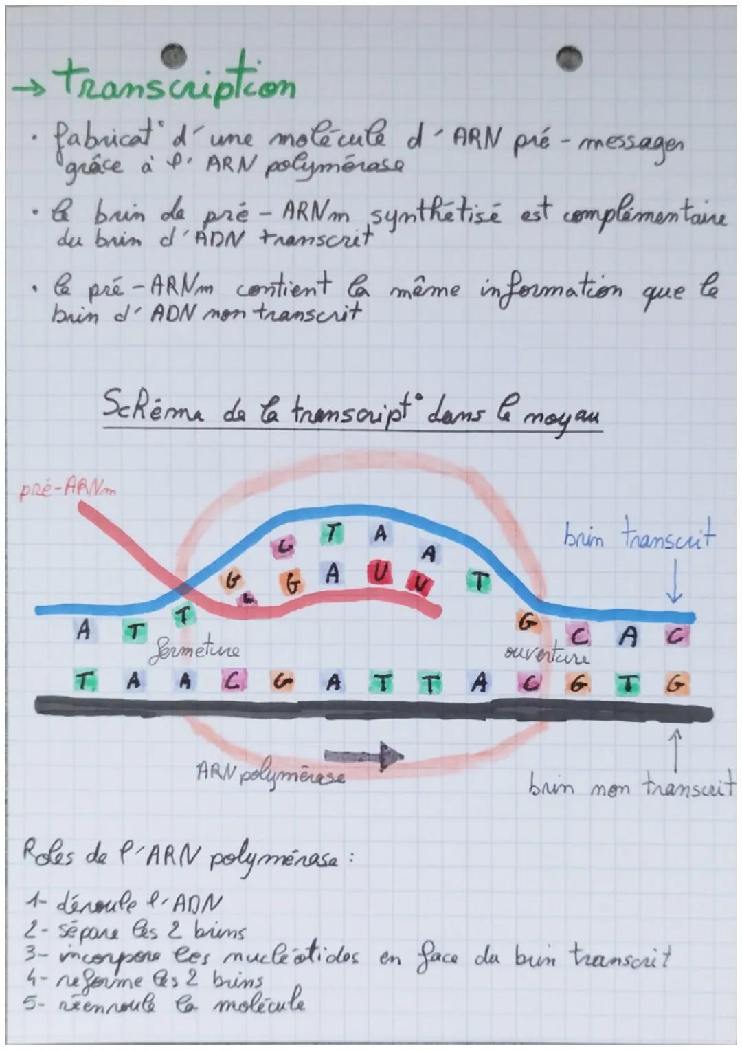 Synthèse des protéines
Caracteristiques de l'ADN
L'ADN est composé de gènes : fragments d'ADN portant
une information codée et permettant la