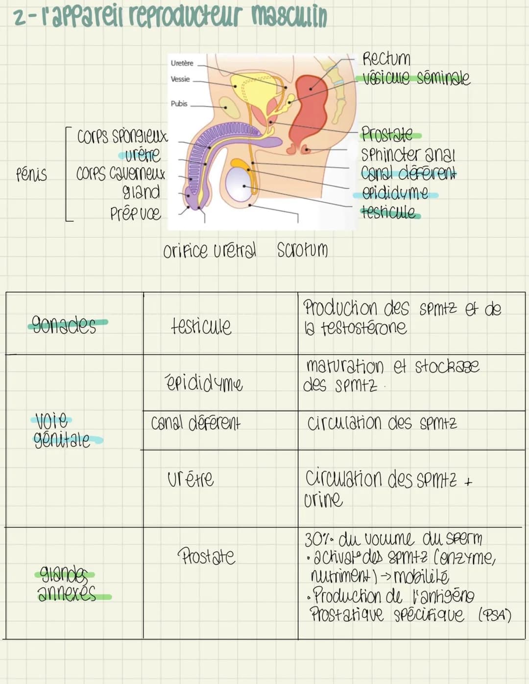 <p>L'ovogenèse</p>
<p>L'ovogenèse est le processus de formation des ovocytes chez la femme. Elle se déroule en plusieurs étapes, dont l'ovo