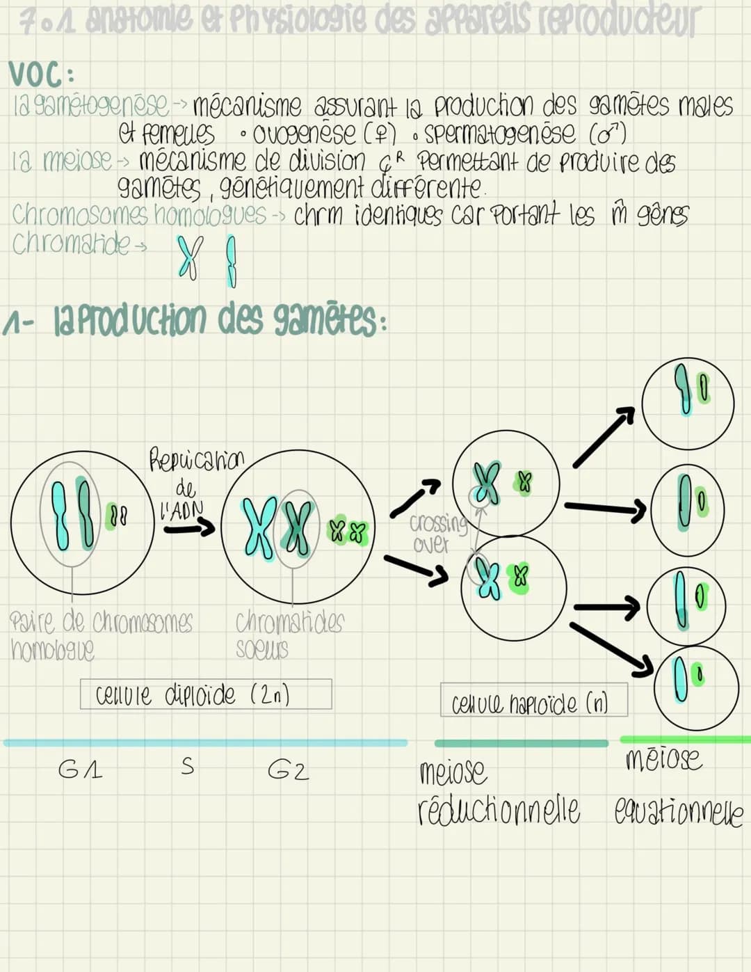 <p>L'ovogenèse</p>
<p>L'ovogenèse est le processus de formation des ovocytes chez la femme. Elle se déroule en plusieurs étapes, dont l'ovo