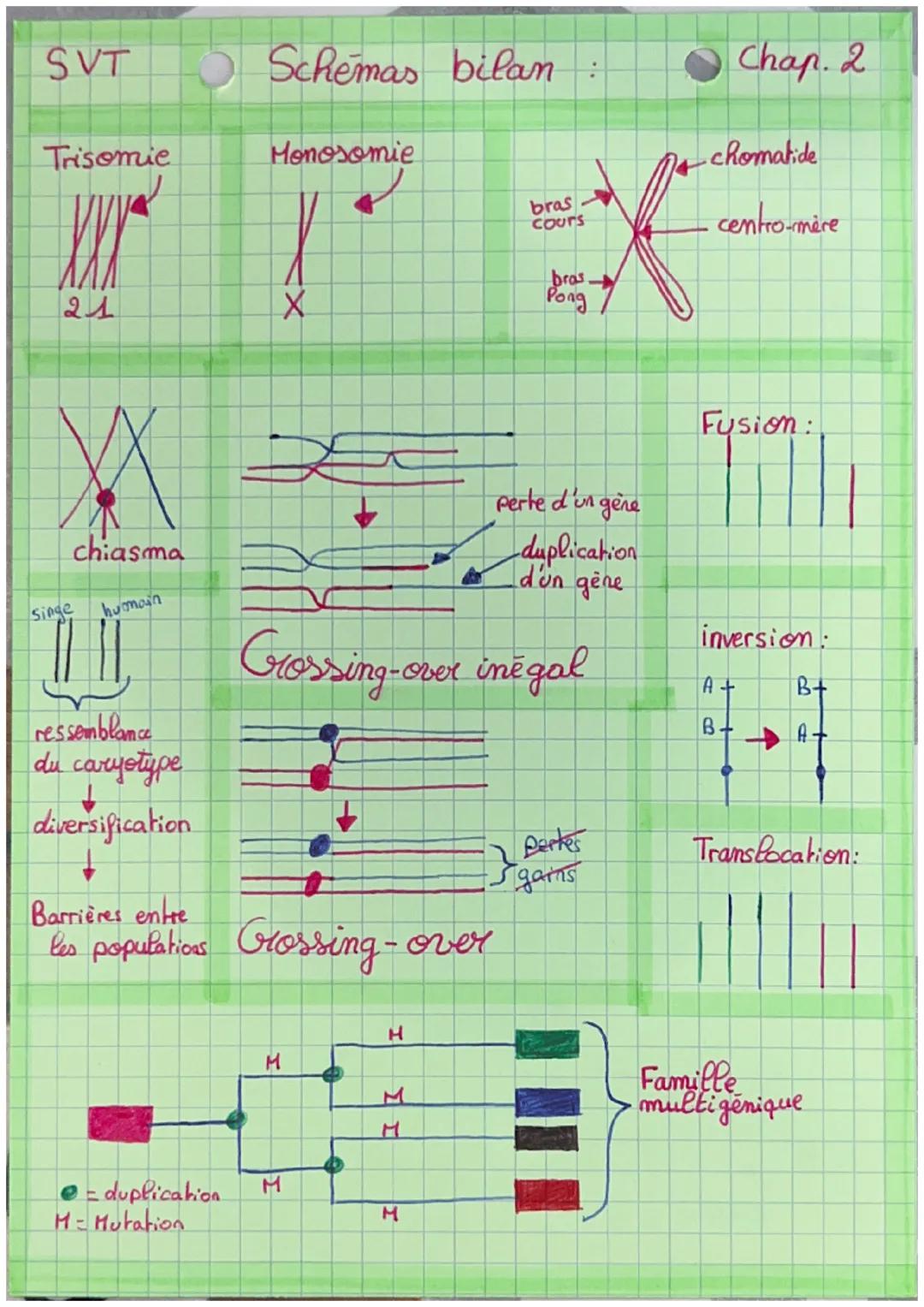 SVT
Accidents génétiques de la méiose
et diversification des génomes.
Chap. 2
1. Modification du caryotype:
Fusion Fusion de 2ch non homolog
