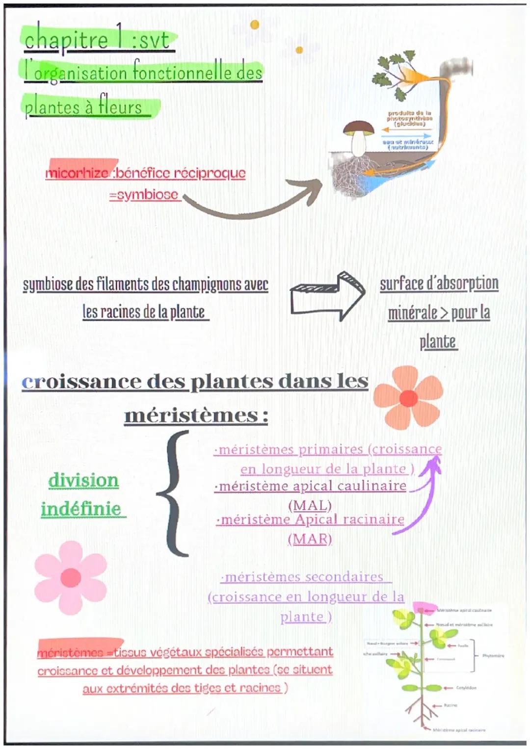 les plantes ,organisation fonctionnelle et reproduction
