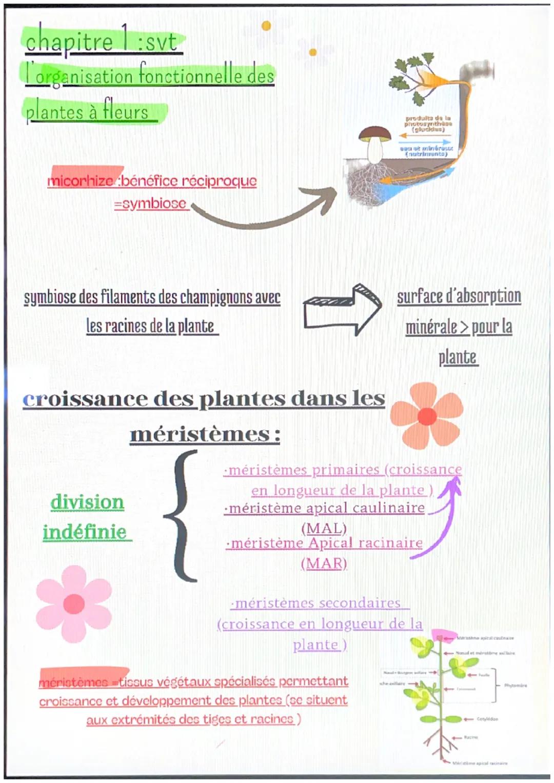 chapitre 1 :svt
l'organisation fonctionnelle des
plantes à fleurs
micorhize bénéfice réciproque
=symbiose
symbiose des filaments des champig