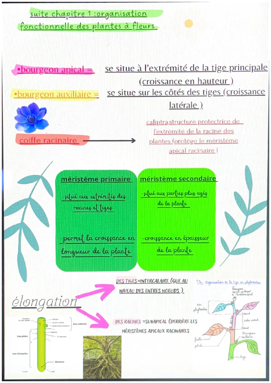 chapitre 1 :svt
l'organisation fonctionnelle des
plantes à fleurs
micorhize bénéfice réciproque
=symbiose
symbiose des filaments des champig