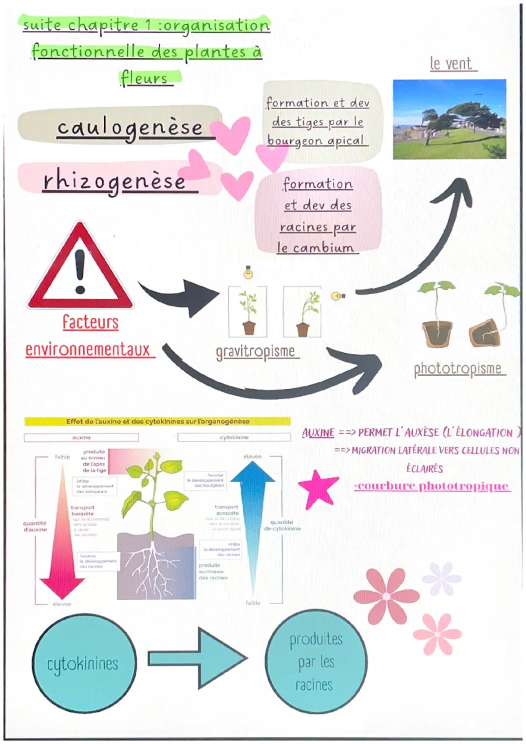 chapitre 1 :svt
l'organisation fonctionnelle des
plantes à fleurs
micorhize bénéfice réciproque
=symbiose
symbiose des filaments des champig