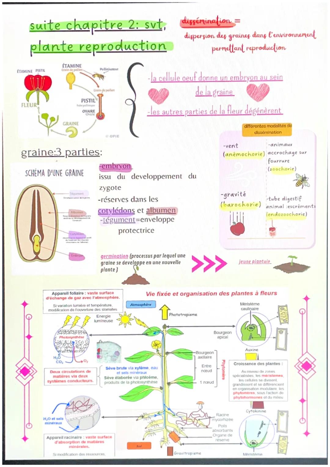 chapitre 1 :svt
l'organisation fonctionnelle des
plantes à fleurs
micorhize bénéfice réciproque
=symbiose
symbiose des filaments des champig