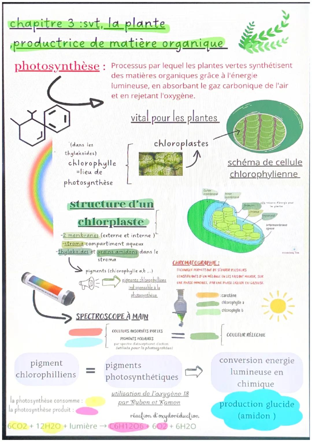 chapitre 1 :svt
l'organisation fonctionnelle des
plantes à fleurs
micorhize bénéfice réciproque
=symbiose
symbiose des filaments des champig