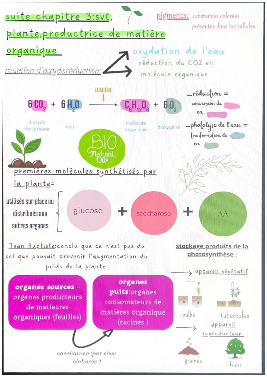 chapitre 1 :svt
l'organisation fonctionnelle des
plantes à fleurs
micorhize bénéfice réciproque
=symbiose
symbiose des filaments des champig