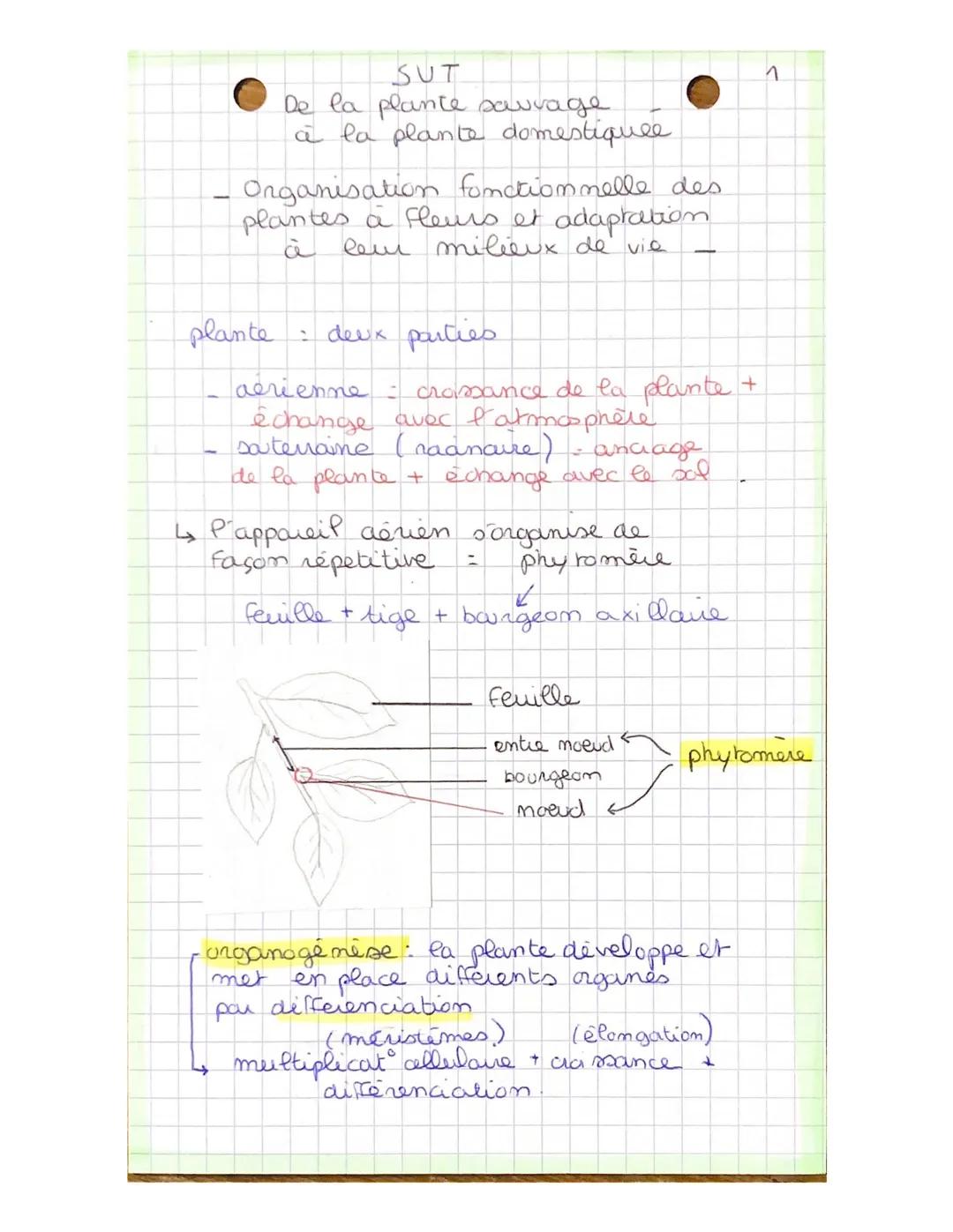 SUT
De la plante sauvage
à la plante domestiquee.
- Organisation fonctionnelle des
plantes à fleurs et adaptation
à leur milieux de vie
p