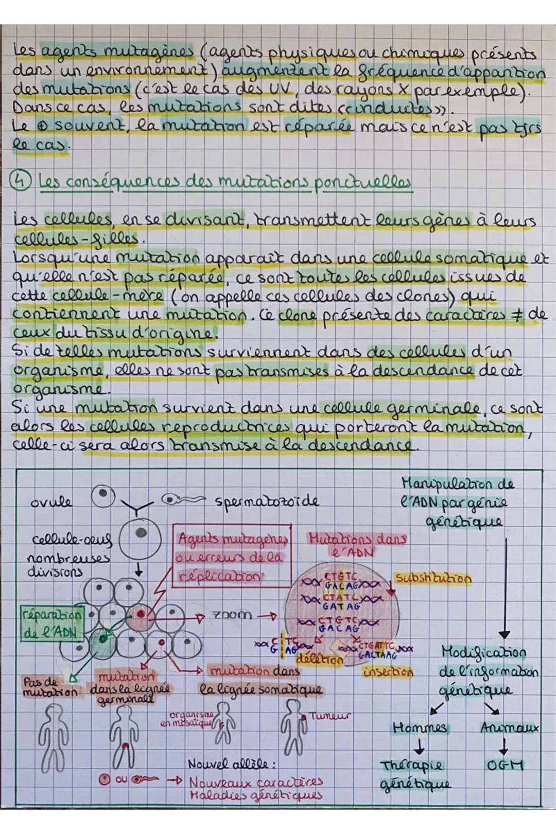 S.V.T
## Chap. 4: Mutations de l'ADN et variabilité génétique
Rappel:
- Réplication: pour conserver le caryotype de la cellule au cours de