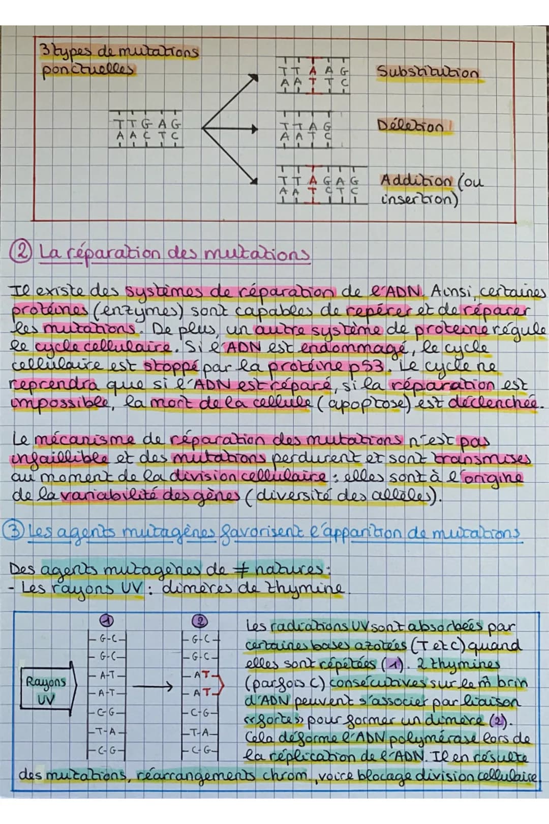 S.V.T
## Chap. 4: Mutations de l'ADN et variabilité génétique
Rappel:
- Réplication: pour conserver le caryotype de la cellule au cours de