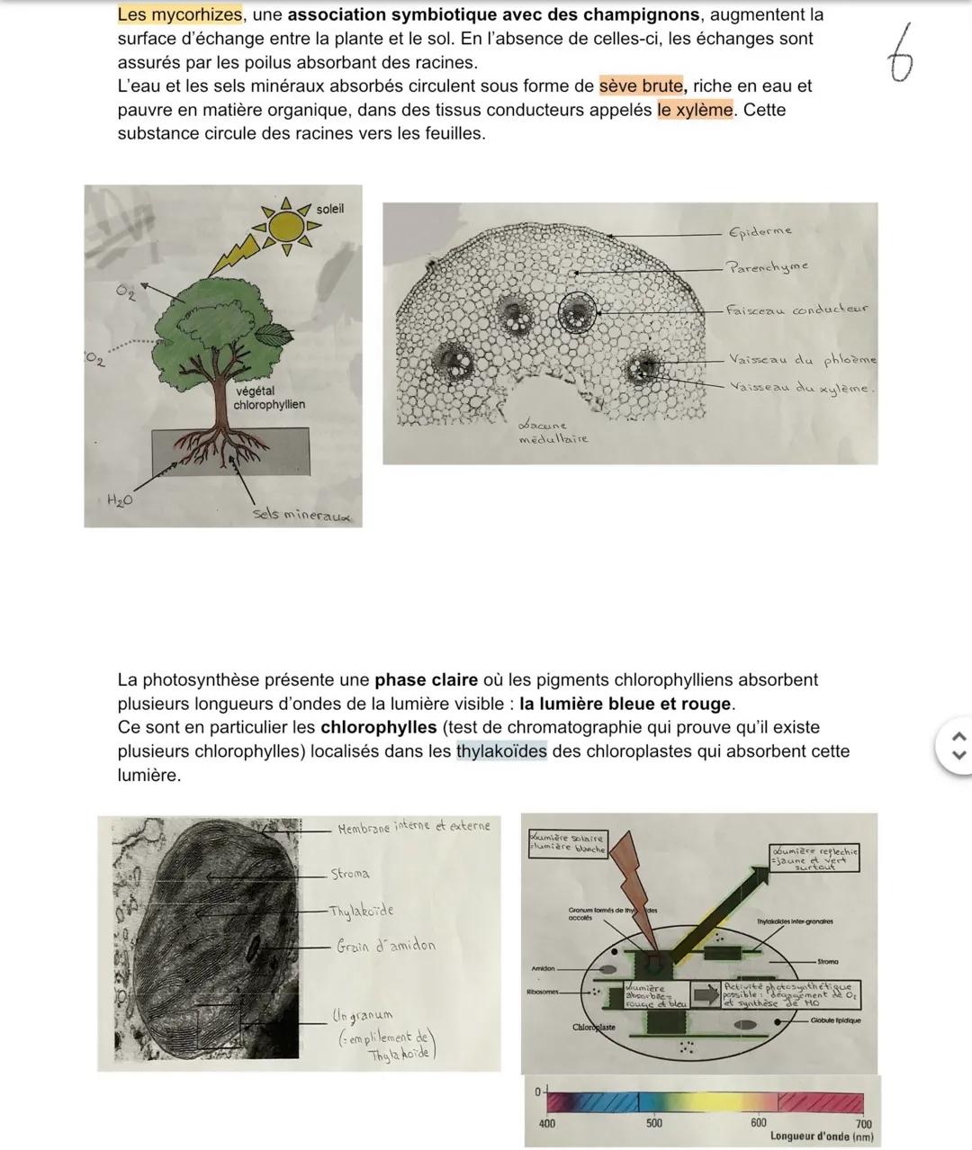 Développement
Les plantes ont une croissance orientée vers la lumière, comme les coléoptères des
céréales par exemple. On parle de phototrop