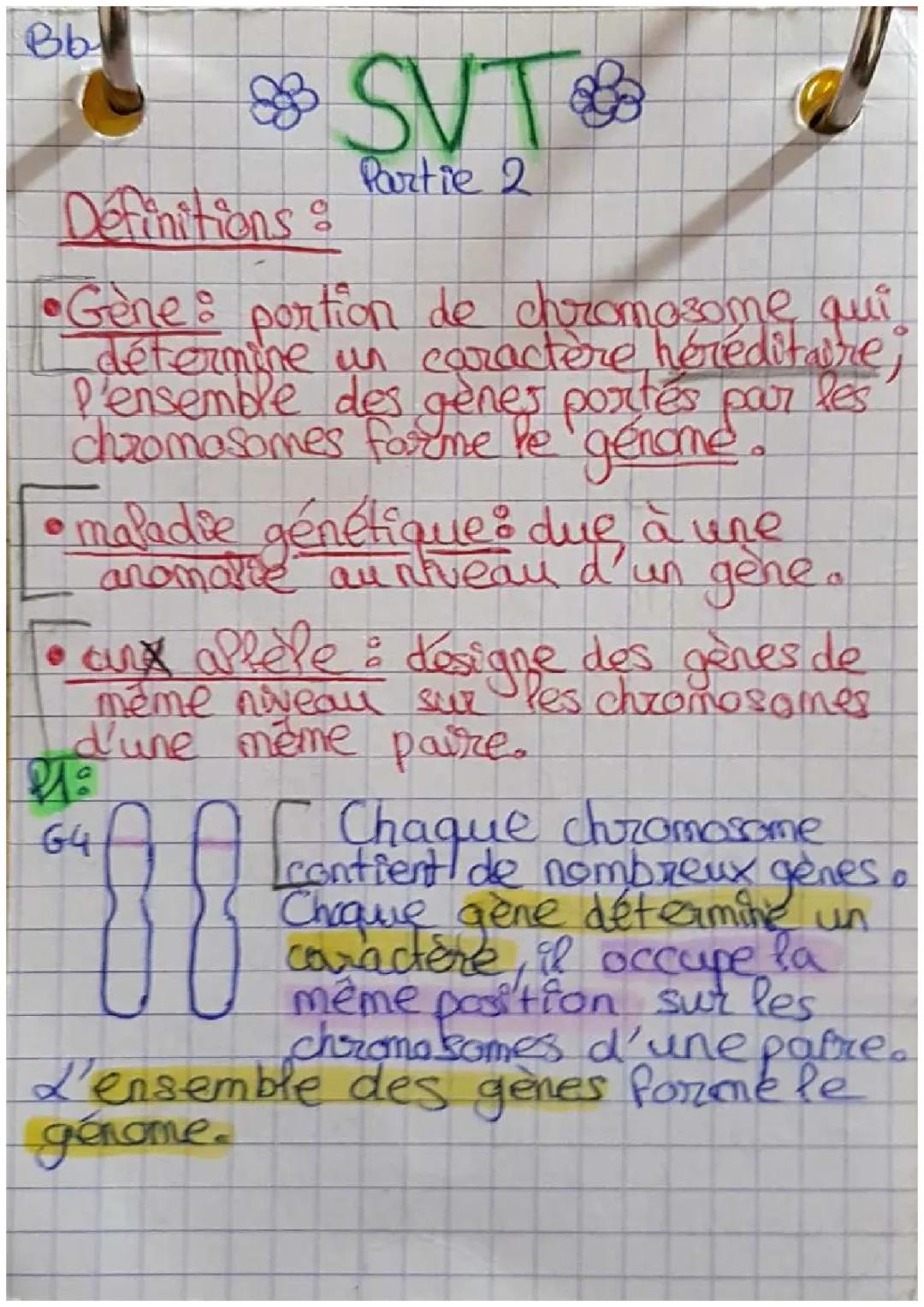 L'organisation de l'information héréditaire dans les chromosomes