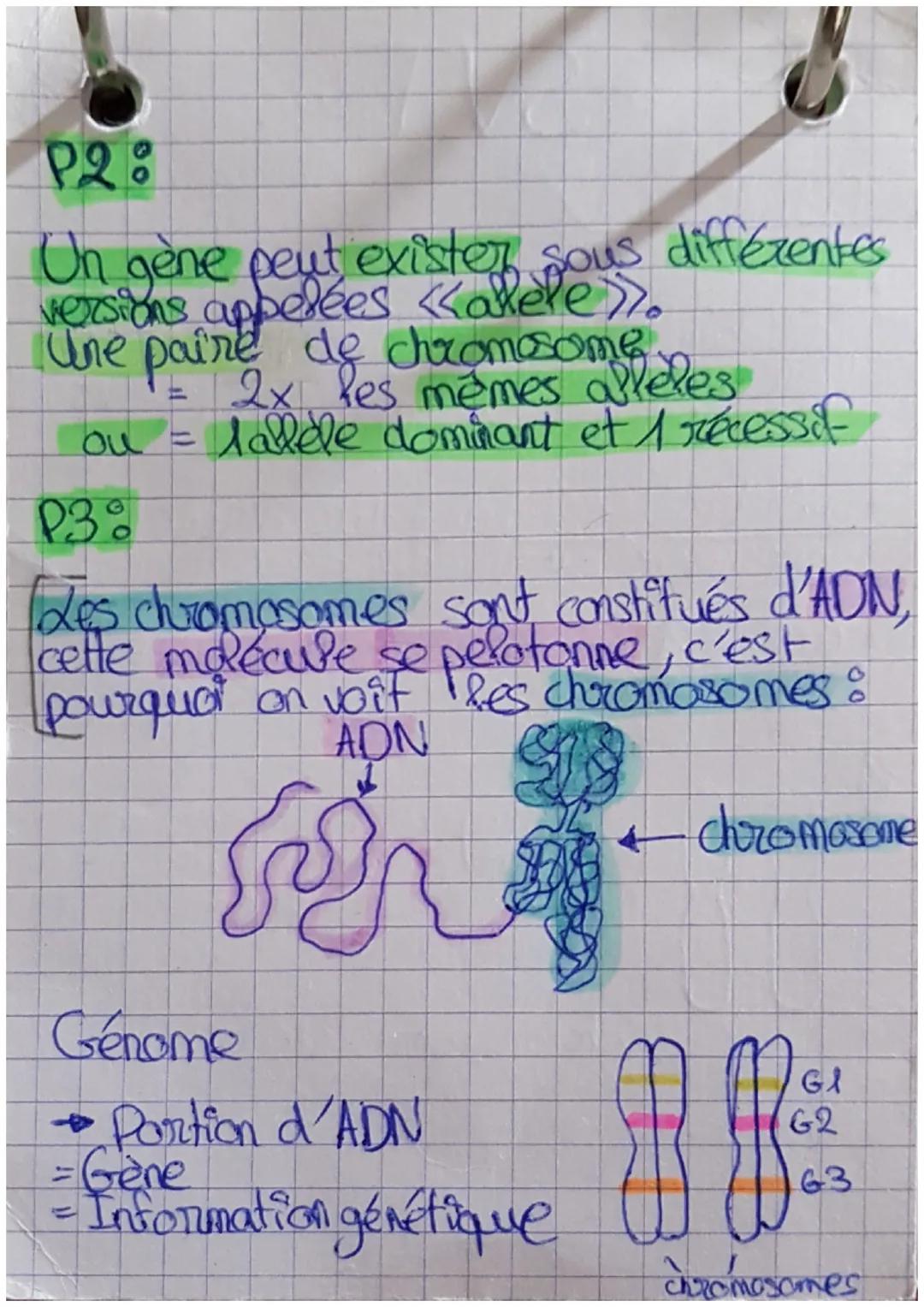 Bb
& SVT &
Partie 2
Définitions &
•Gène : portion de chromosome qui
détermine un caractère héréditaire
l'ensemble des gènes portés par les
c