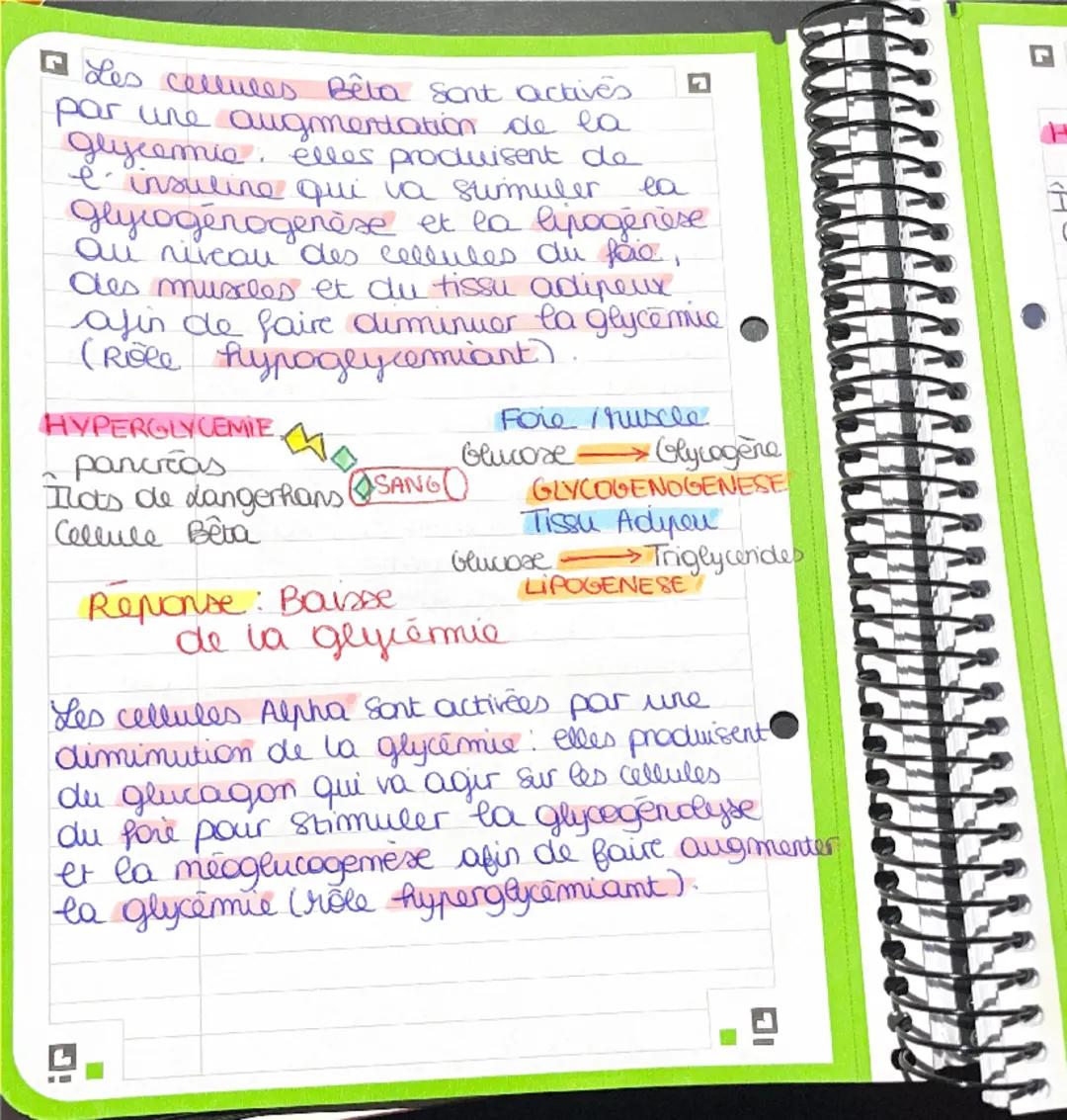 + BPH: Chapitre 2: da glycémie 17/10
Terminologie
glyc(e): glucose
glycogén(s) glycogène
Insulim(o): insulime
- emie le samg
hypo- diminutio
