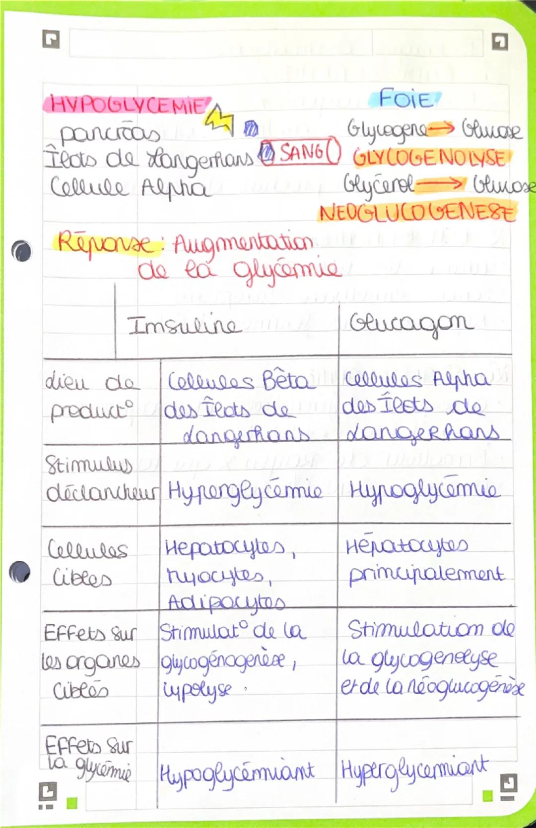 + BPH: Chapitre 2: da glycémie 17/10
Terminologie
glyc(e): glucose
glycogén(s) glycogène
Insulim(o): insulime
- emie le samg
hypo- diminutio