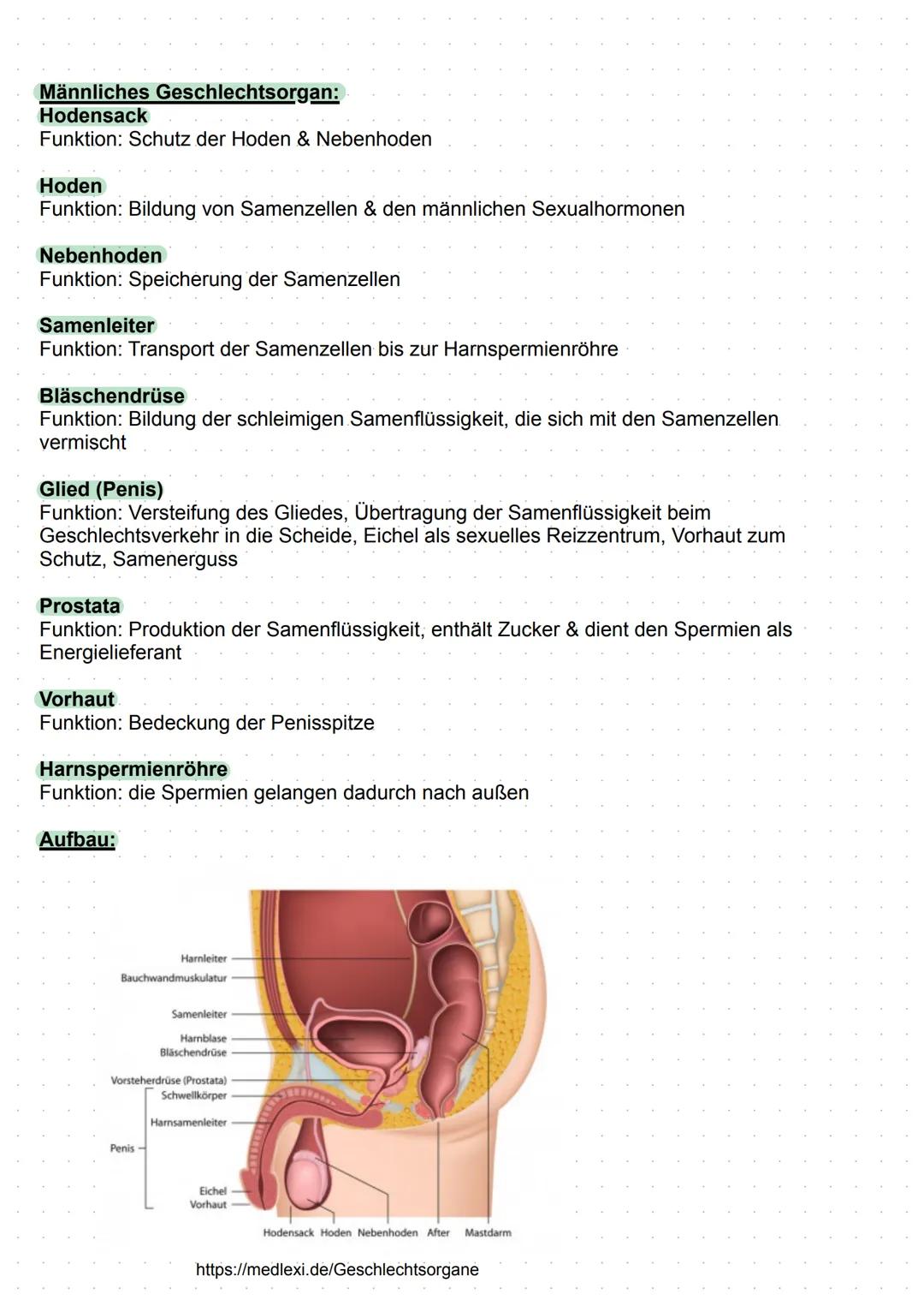 # Geschlechtsorgane
Weibliches Geschlechtsorgan:
**Eierstöcke**
Funktion: Eizellenbildung, Follikelreifung & Follikelsprung, Gelbkörperbild