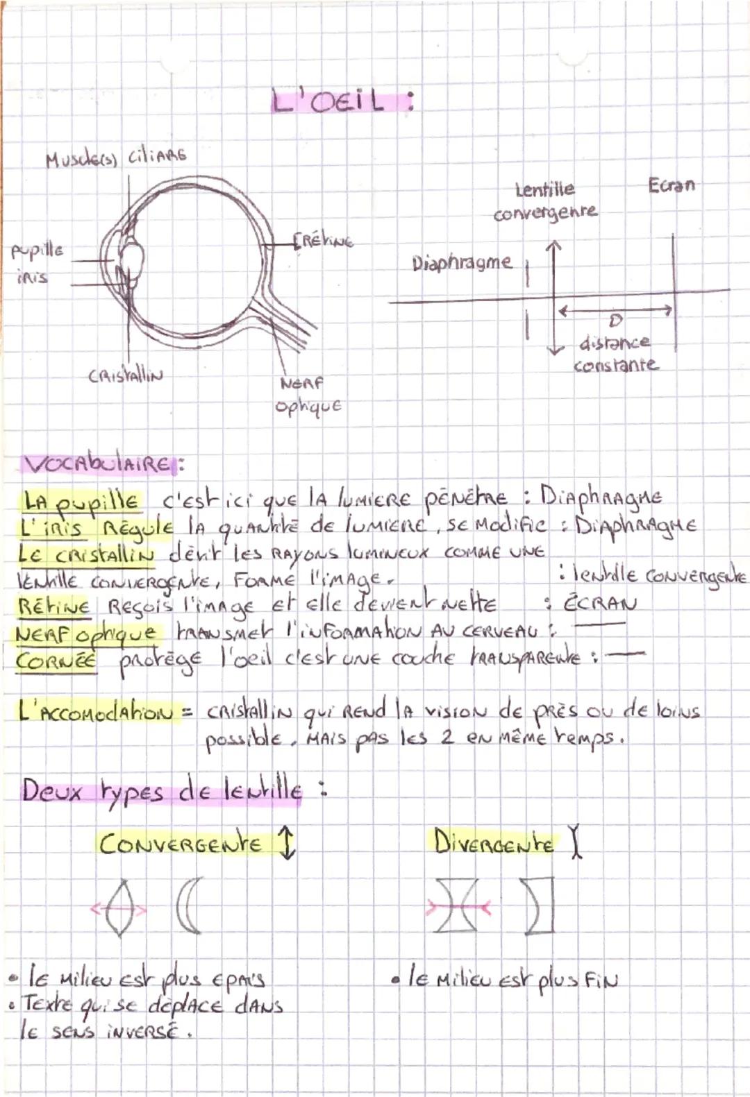 # L'OEIL:
Muscle(s) CiliARE
pupille
INIS
Lentille
convergenre
Ecran
FREVING
Diaphragme
CRISTAllIn
NERF
ophique
←
D
distance
constan